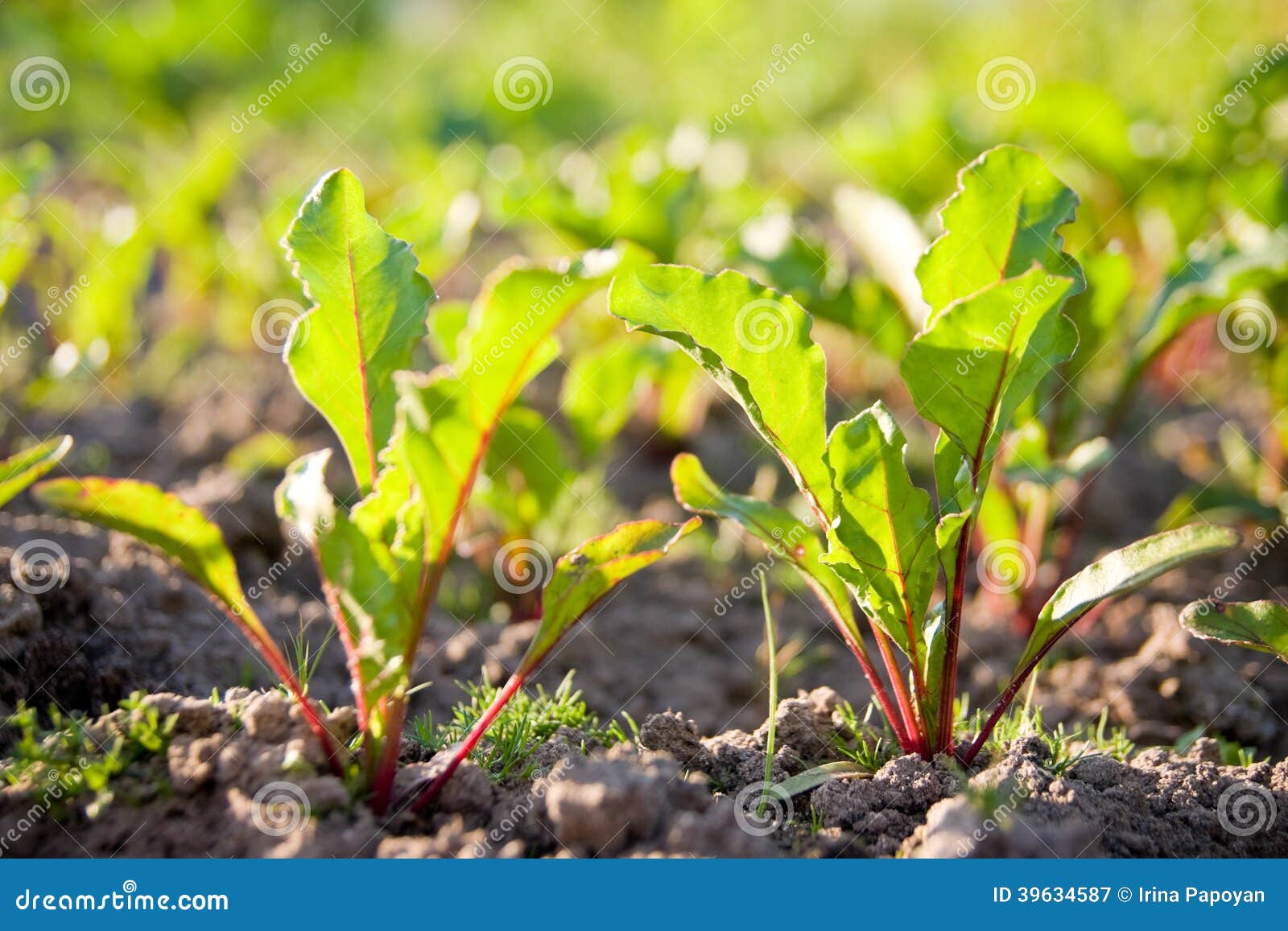 Young beet sprouts on bed stock image. Image of short 39634587