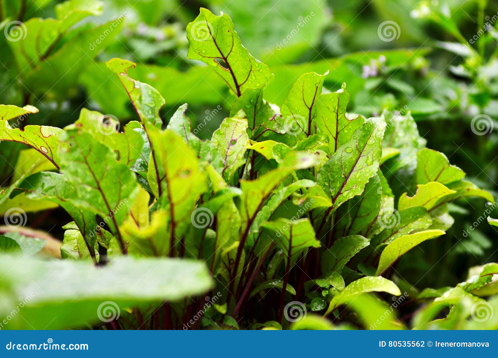 Young Beet Sprouts on a Bed. Stock Photo Image of nature, food 80535562