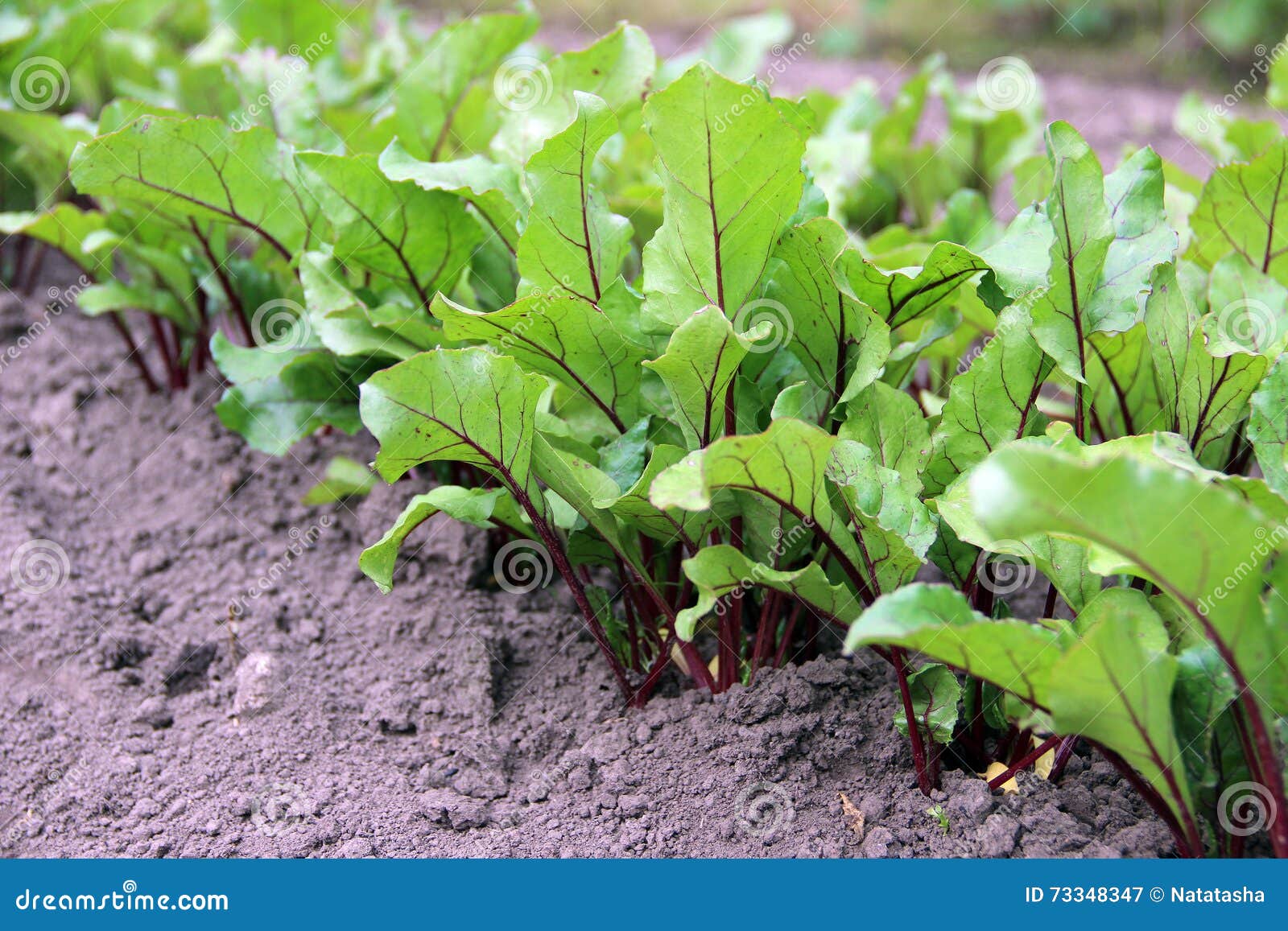 Young beet sprouts stock image. Image of home, weed, sprouts 73348347