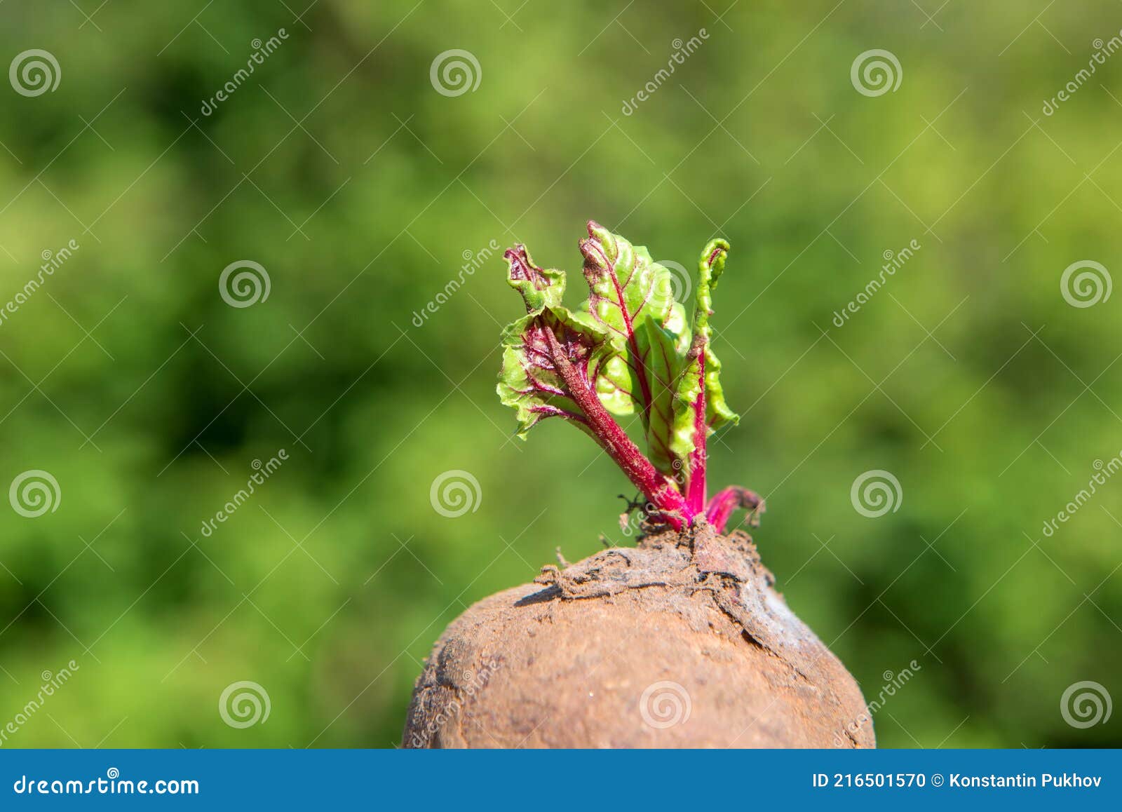 Young Beetroot Gave Young Sprout of Leaves Stock Photo Image of