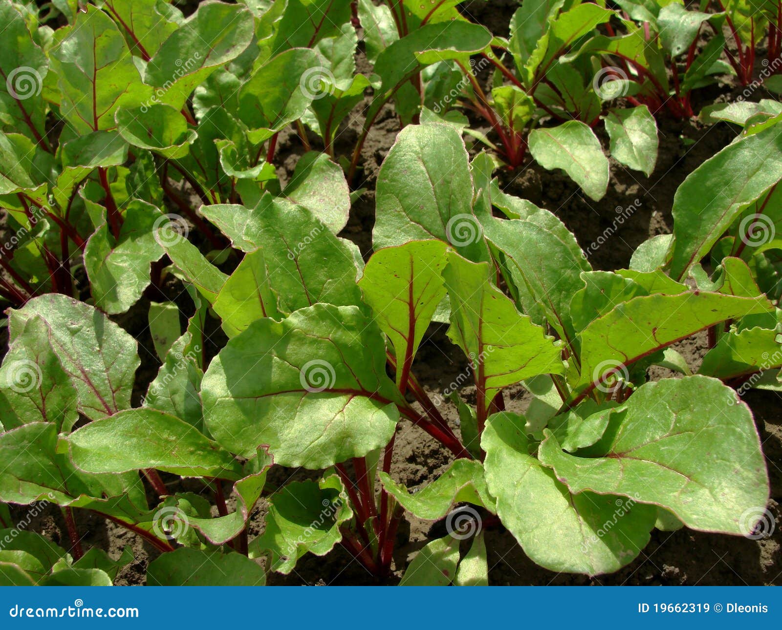 Young beetroot plants stock image. Image of purple, beet 19662319