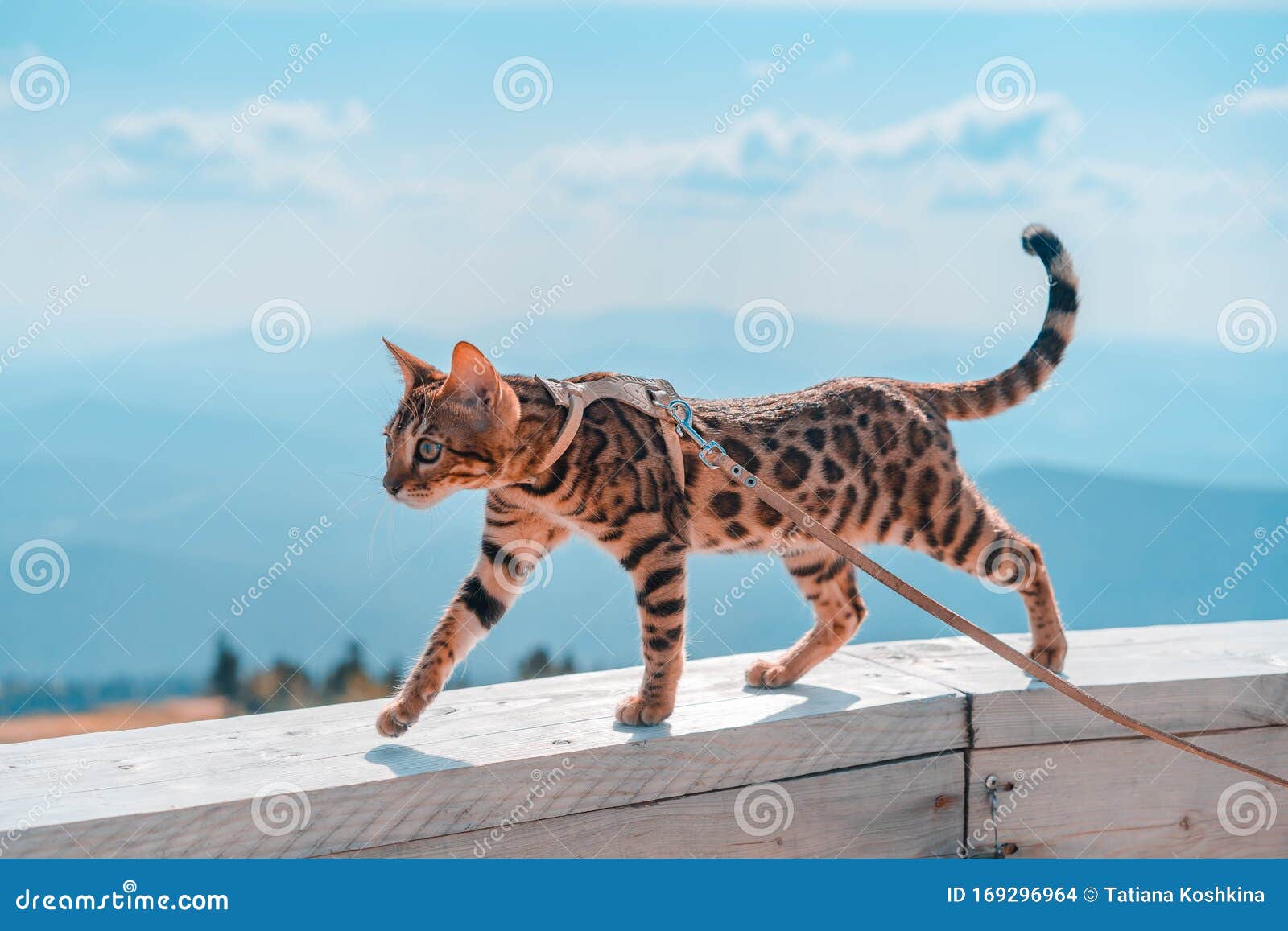 savannah cat harness