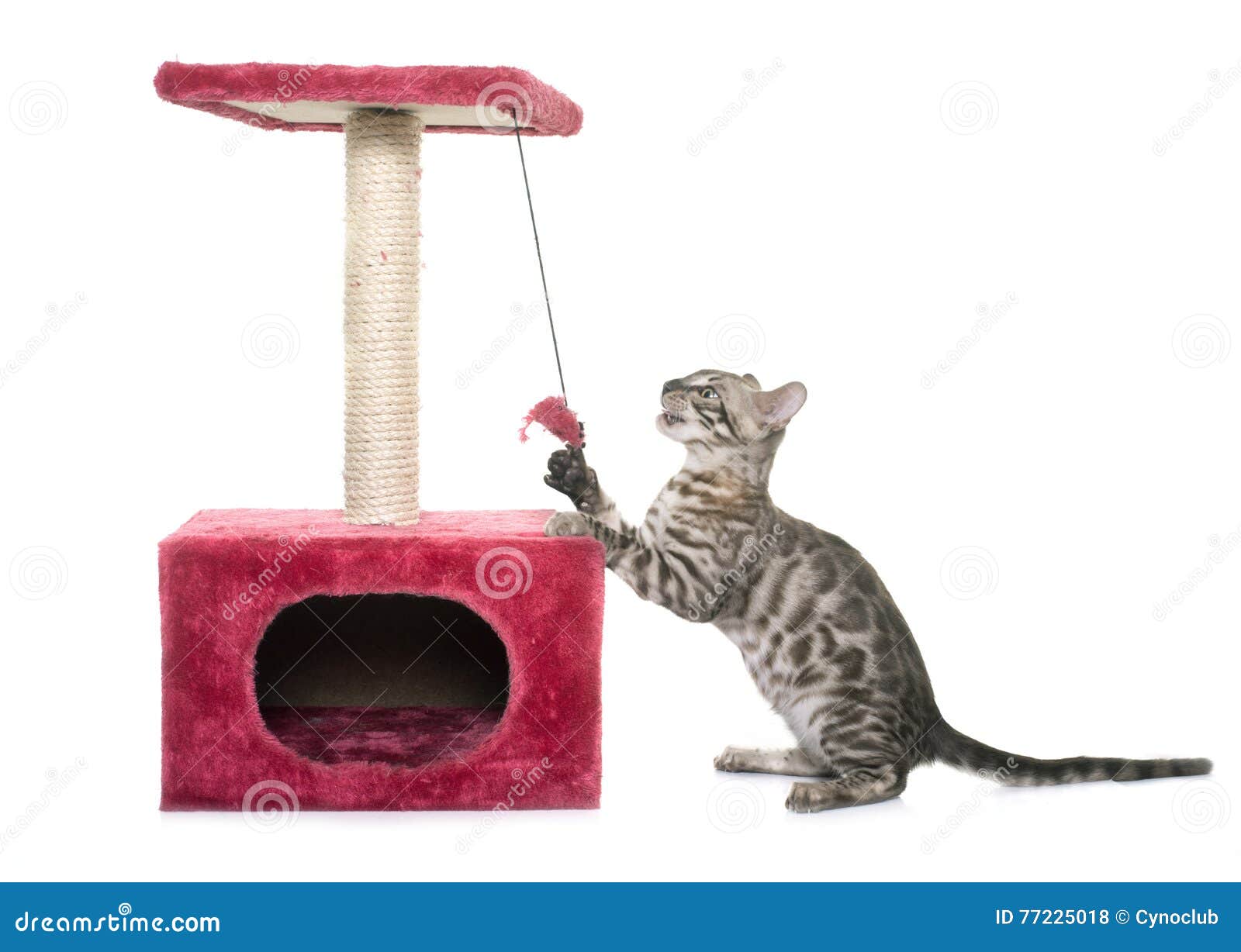 Young Bengal Cat and Scratching Post Stock Photo Image of young, background 77225018
