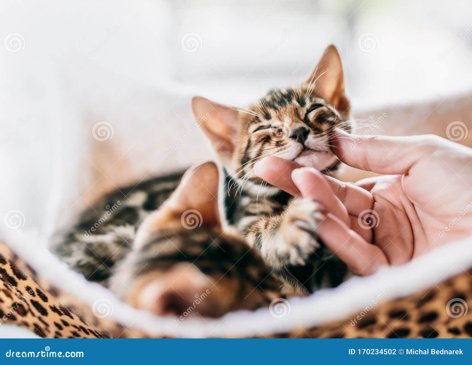 young bengal cat stroked under chin by a woman hand