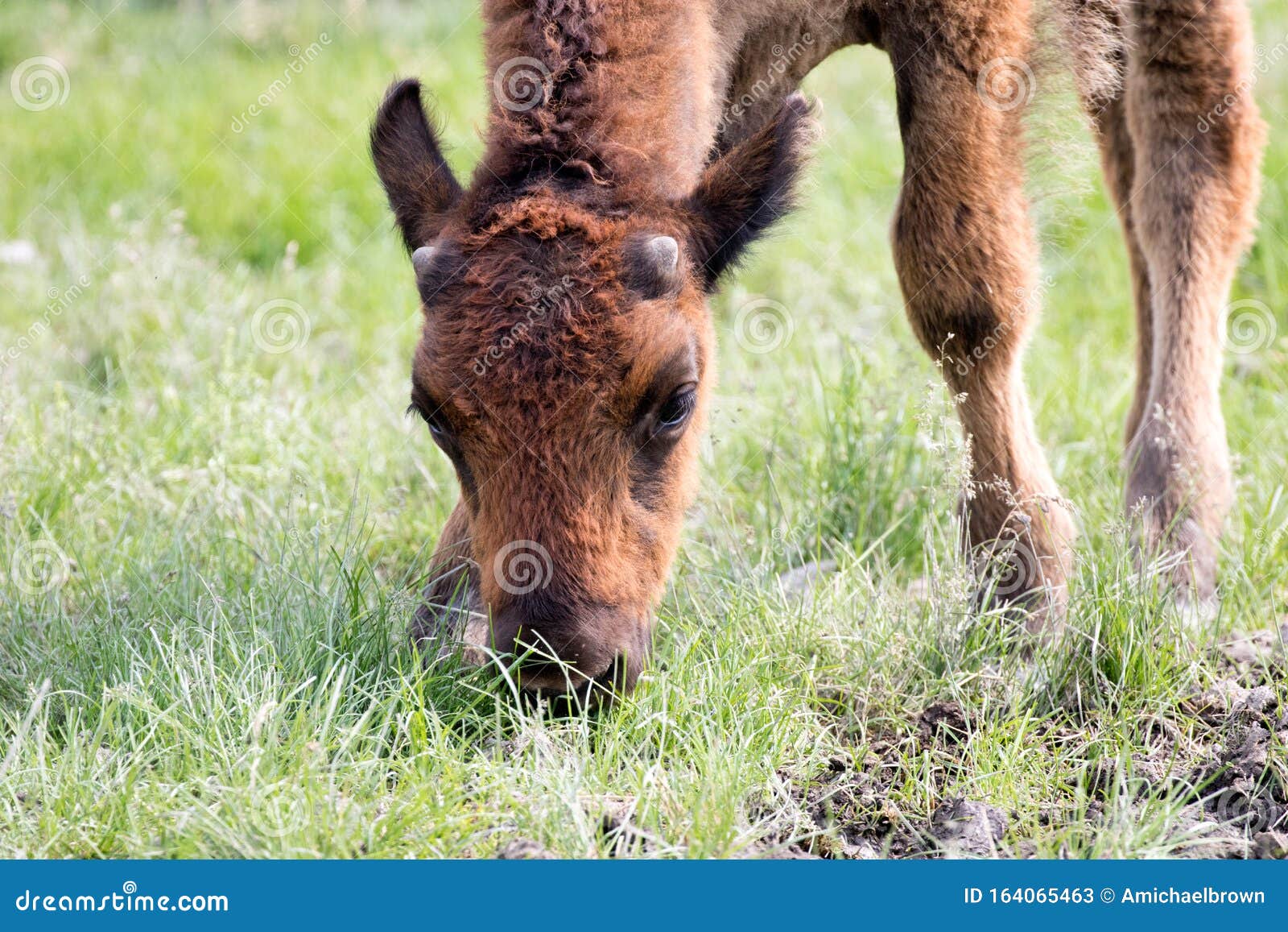 Young Bison Calf stock image. Image of mammal, landscape - 164065463