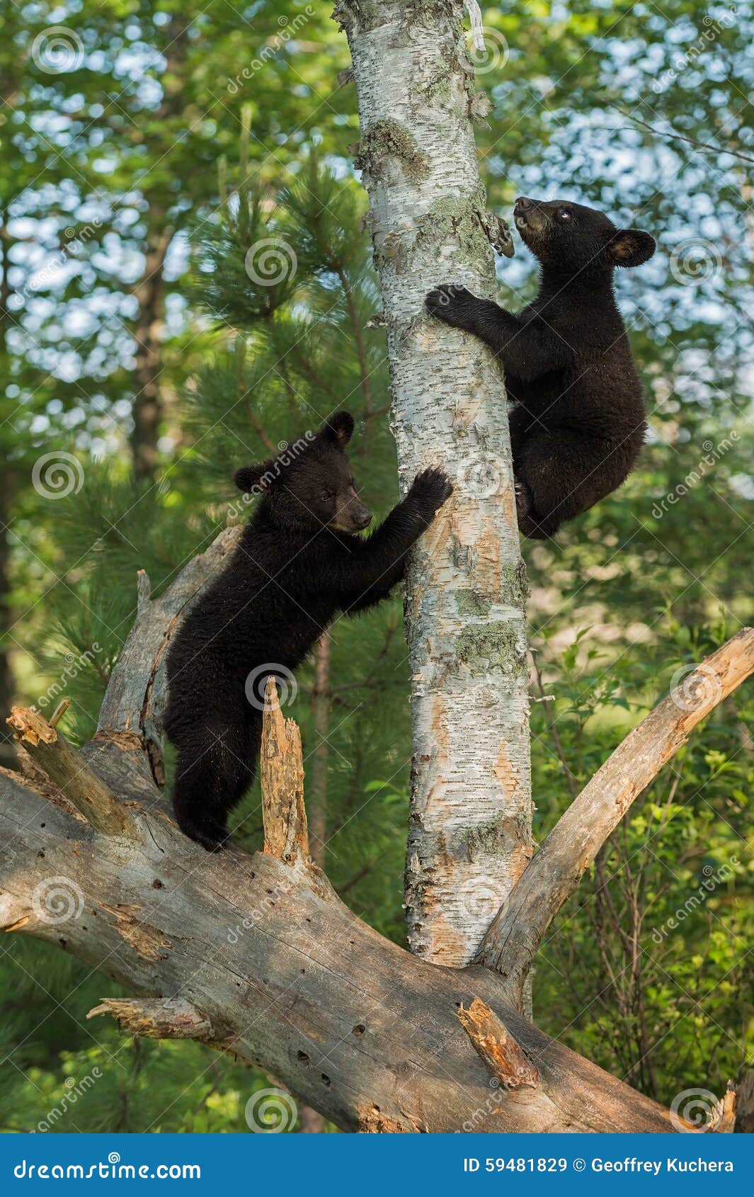 3,540 Animals Climb Tree Stock Photos - Free & Royalty-Free Stock Photos  from Dreamstime