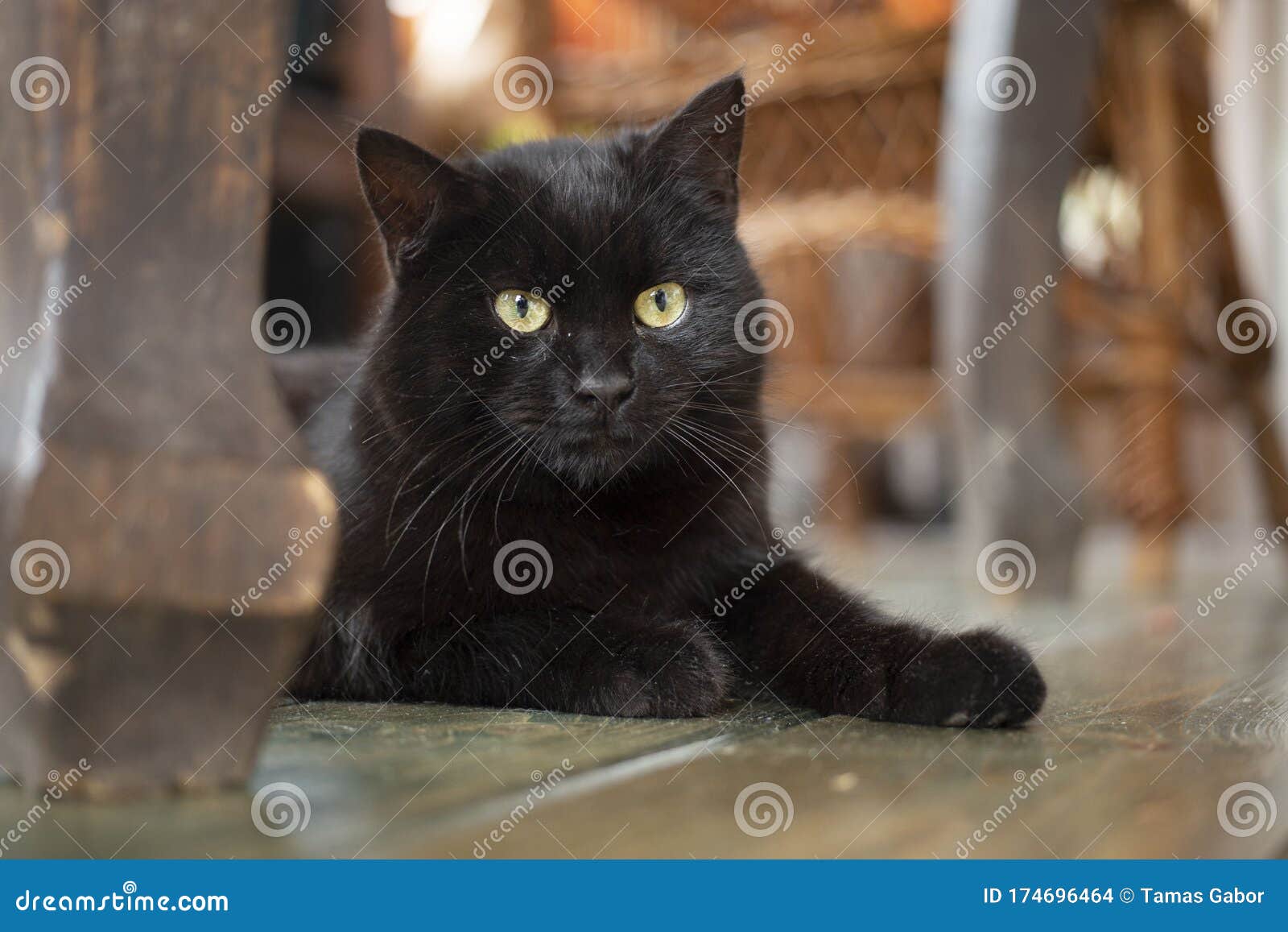 young black bombay cat with yellow eyes lying on the floor
