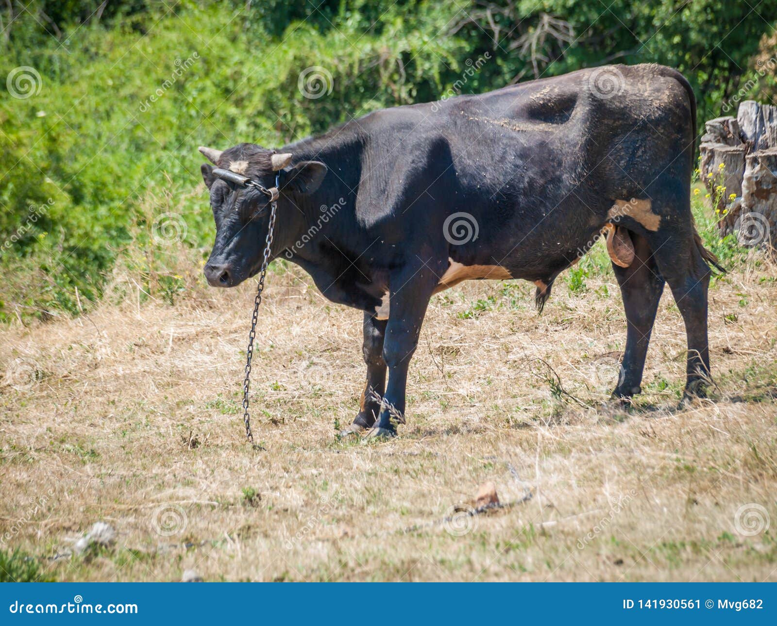 young wife black bull