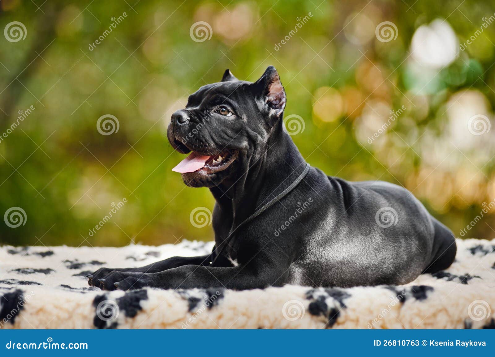 Young Black Cane Corso Puppy Lying on a Rug Stock Image Image of