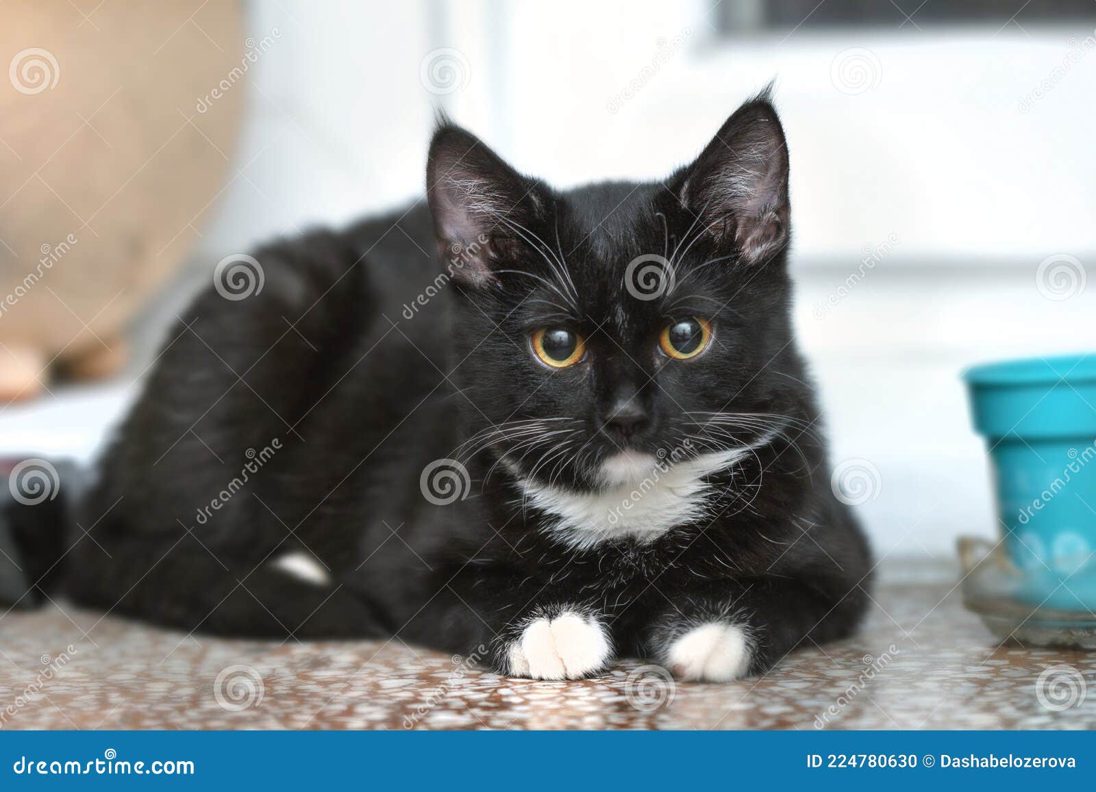 Young Black Cat with White Whiskers and Paws Stock Photo - Image of