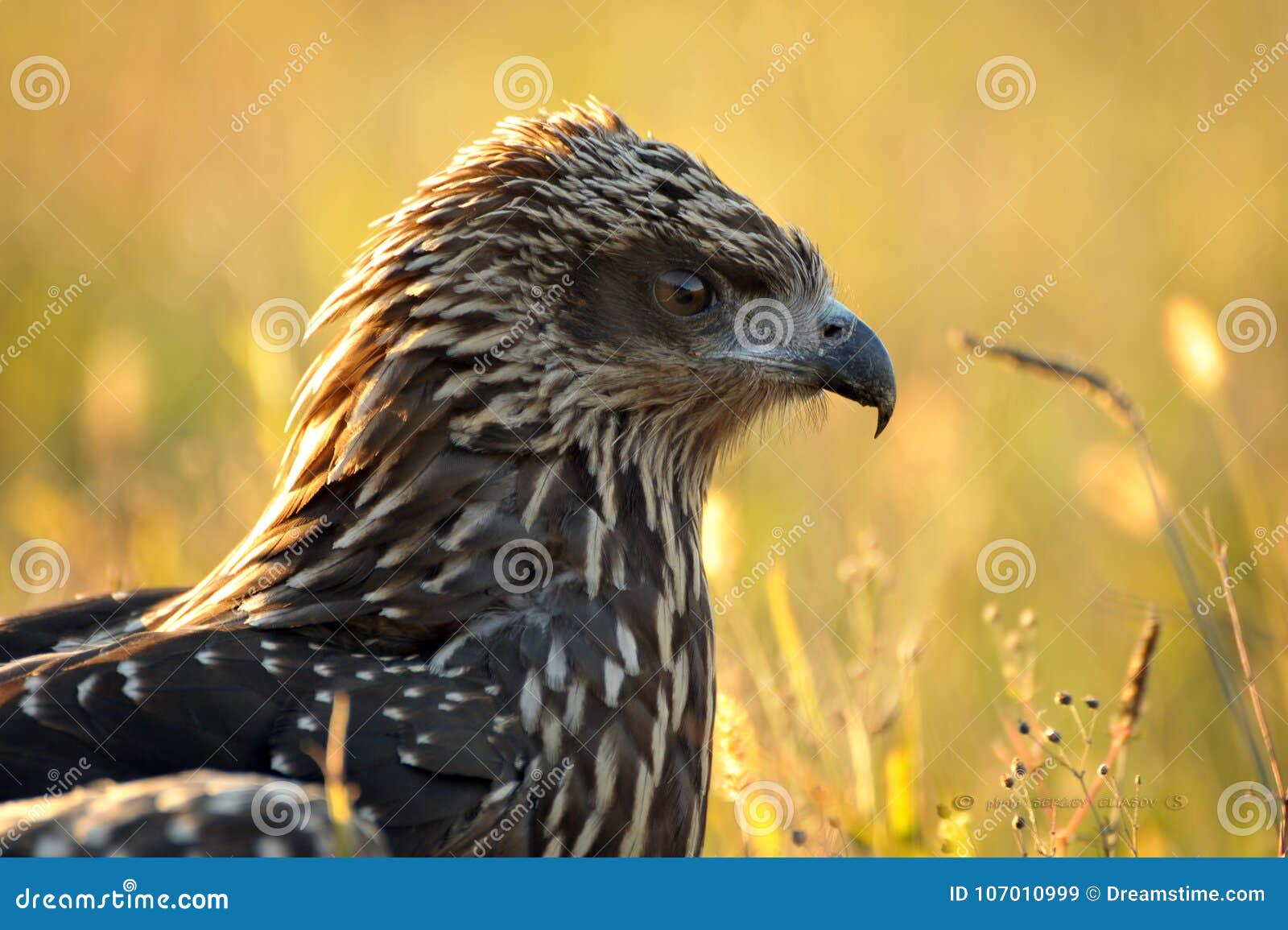 Black young eagle. stock image. Image of calendar, altai 107010999