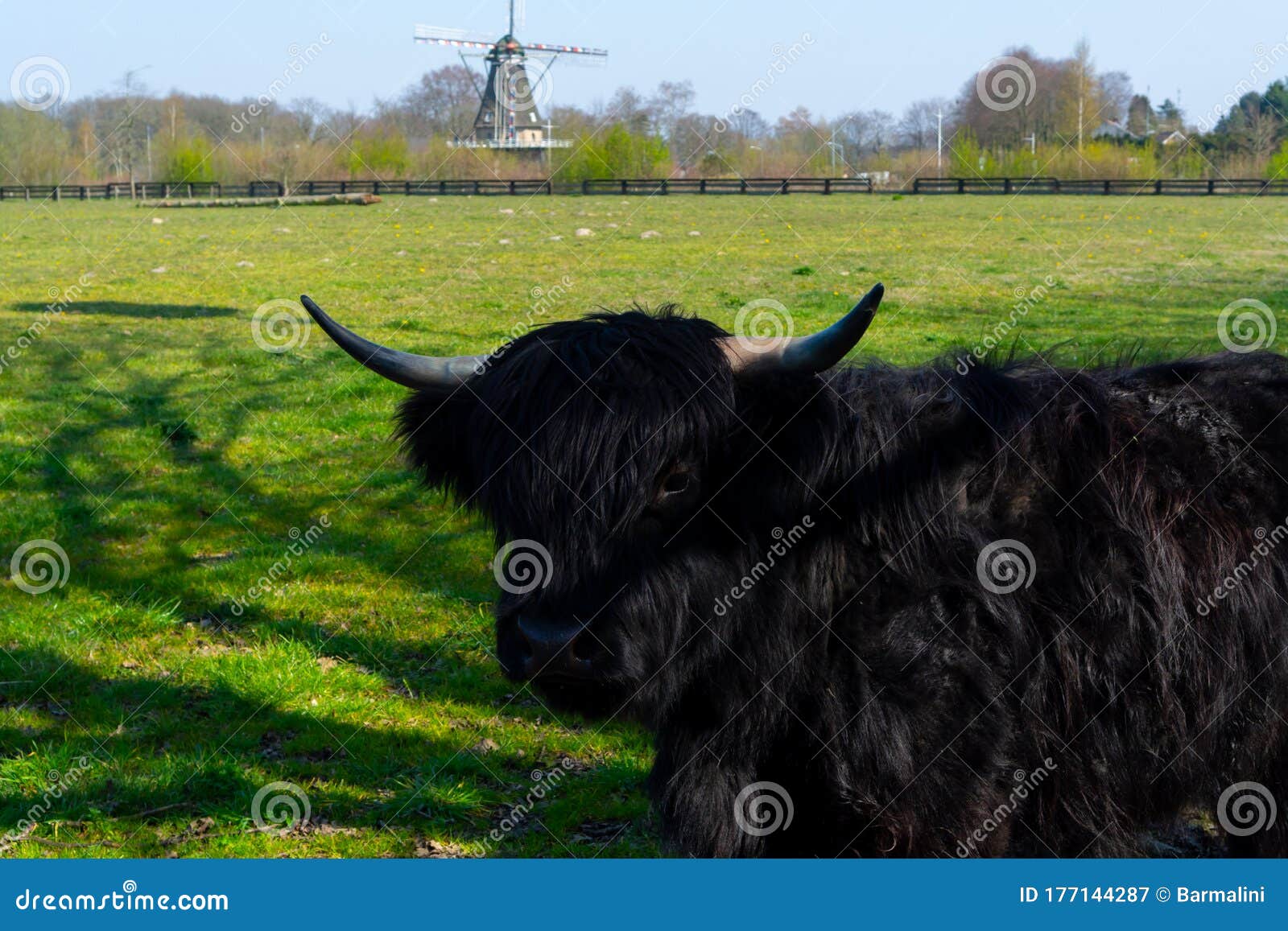 young black highland cattle cow and old dutch wind mill in north brabant