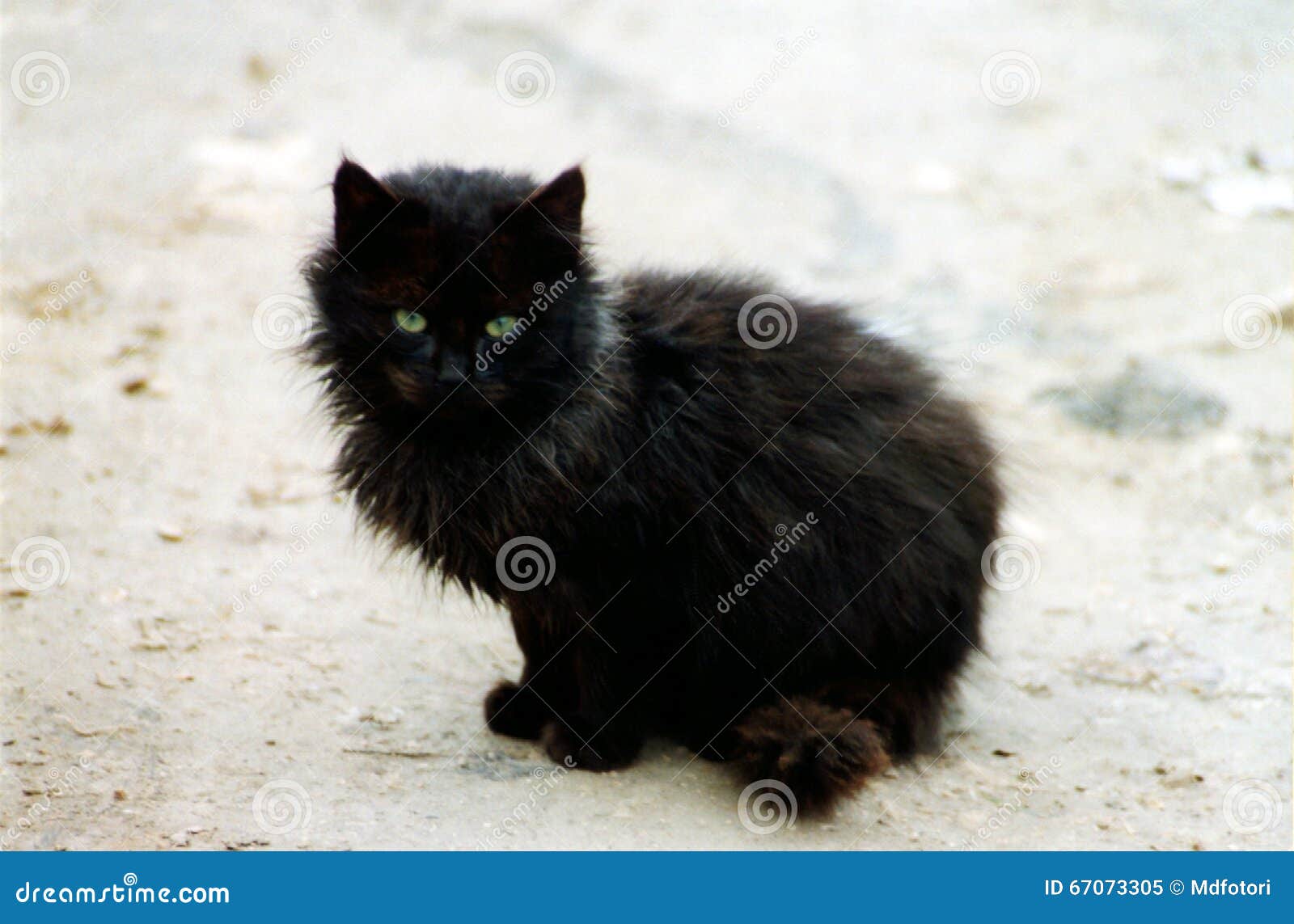 black kitten furry