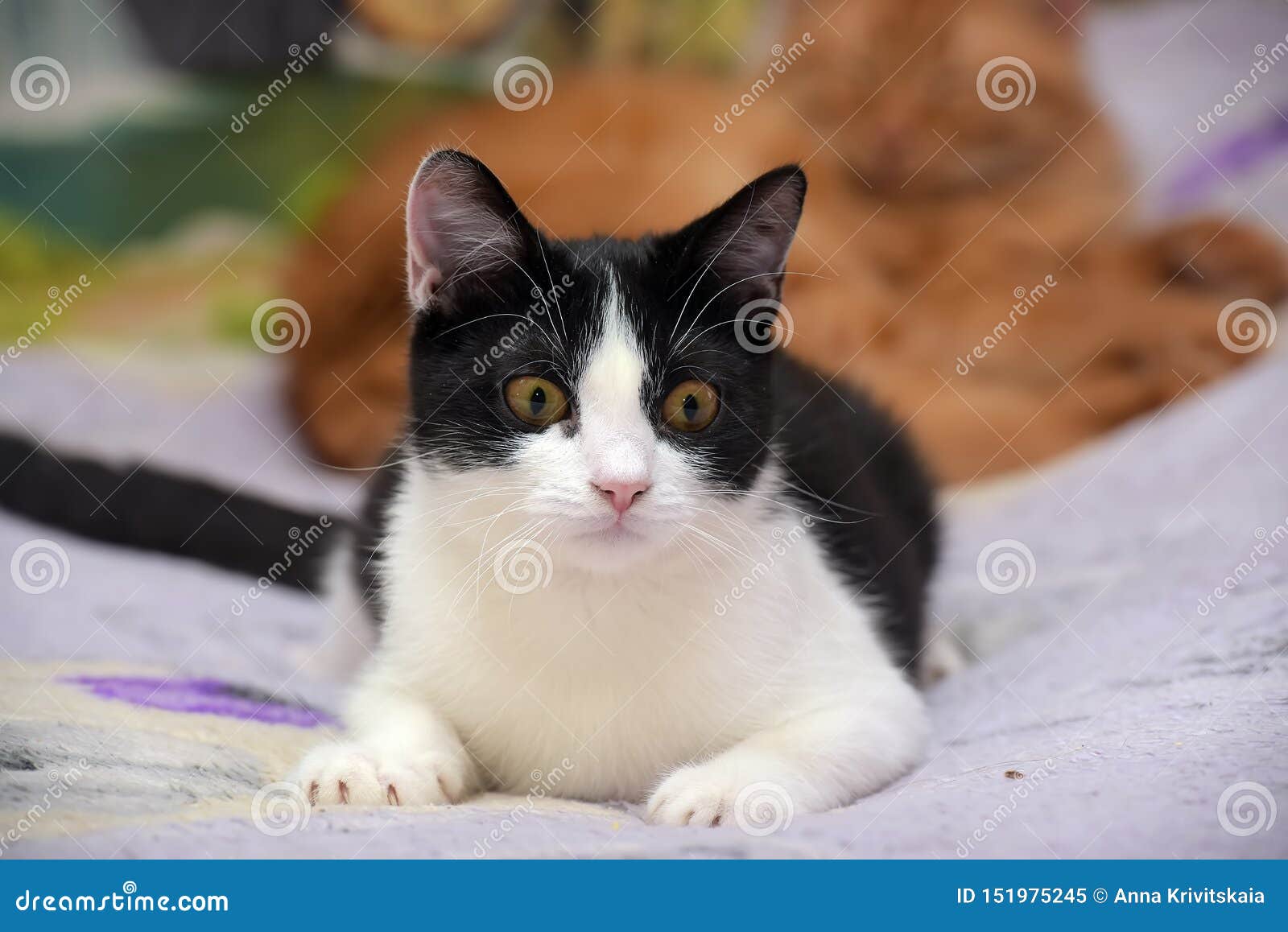 Young Black And White Cat European Shorthair Stock Image Image Of Adorable Head 151975245