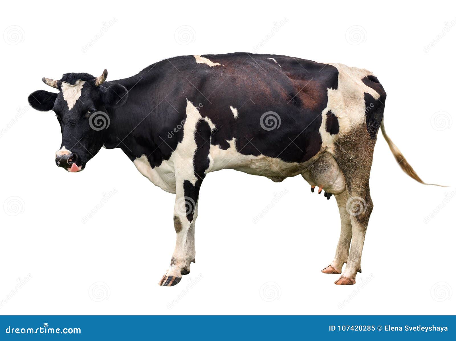 Young Black And White Cow With Funny Pink Tongue Out Isolated On White