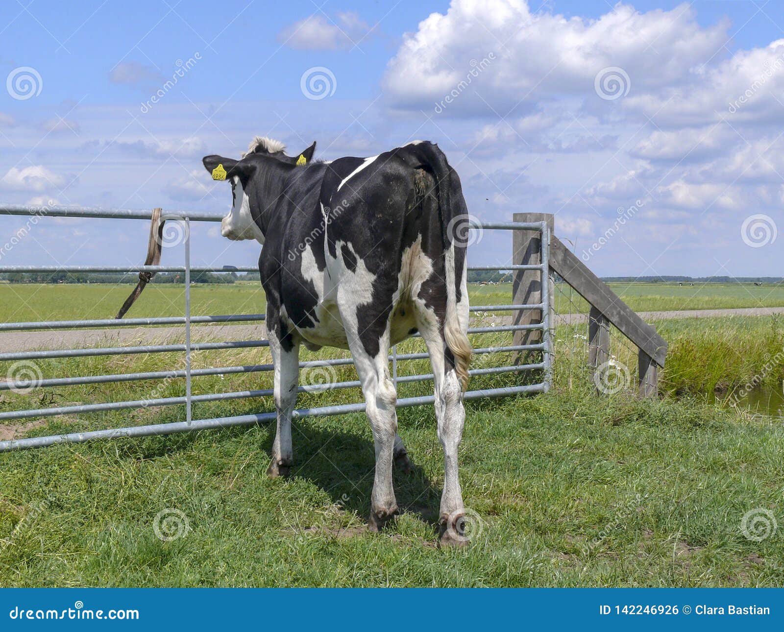 Young Black-and-white Cow Looks Out Over a Fence, Seen from Behind, in ...