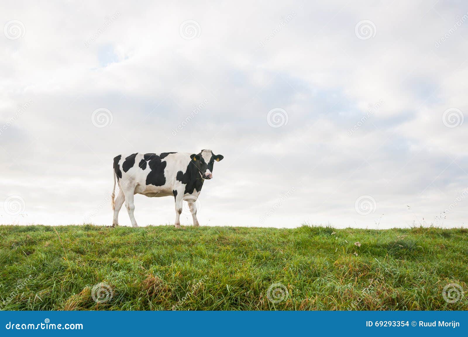 Young Black and White Cow on Top of a Stock Photo - Image of embankment ...