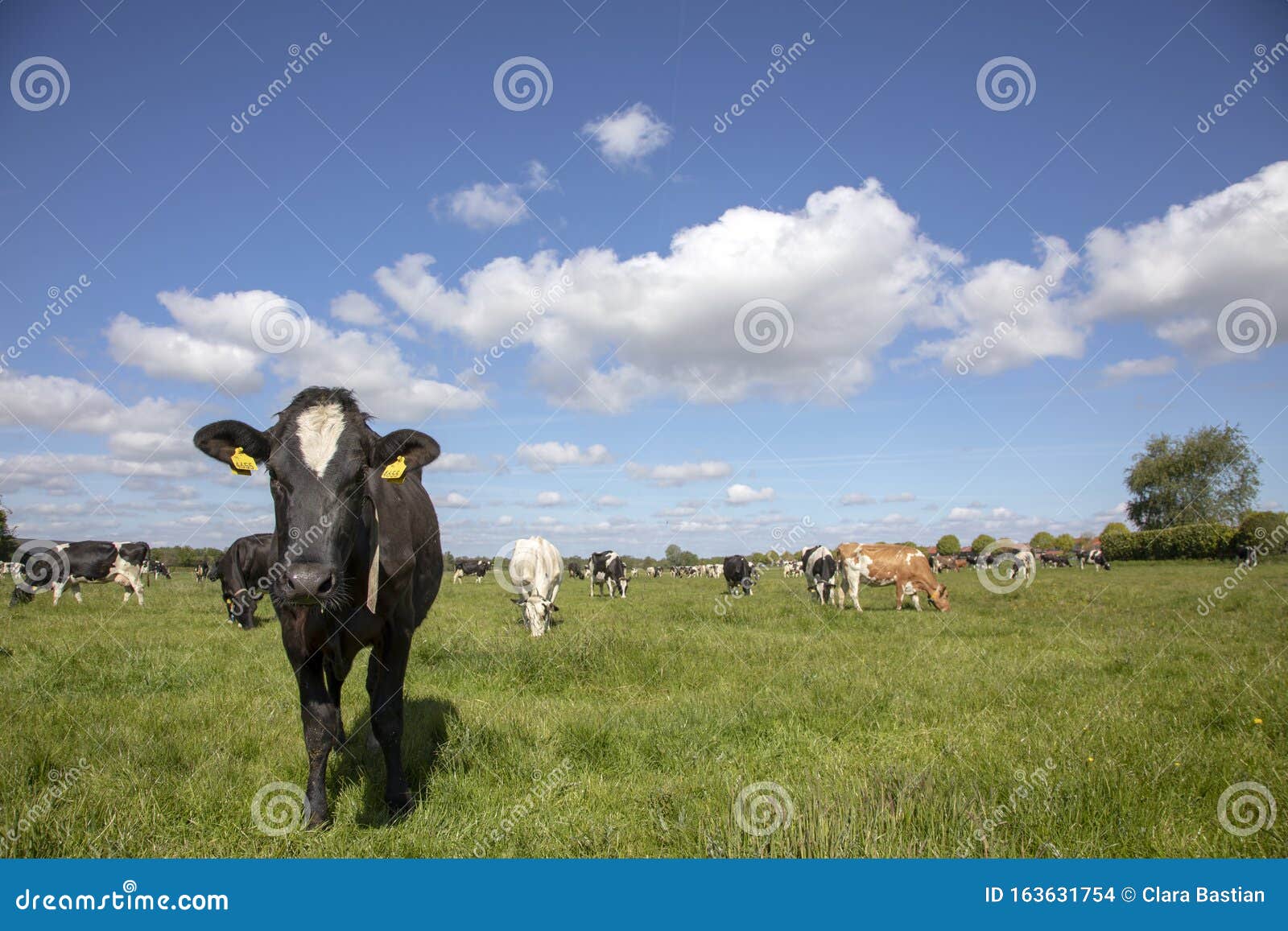 Young Black and White Cow Walking Forwards in a Green Pasture with a ...