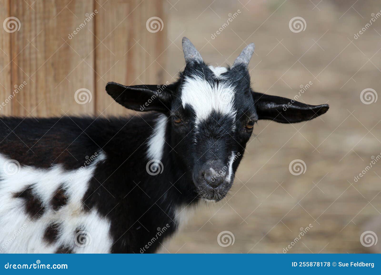 Young Black and White Goat on a Farm Stock Photo Image of close