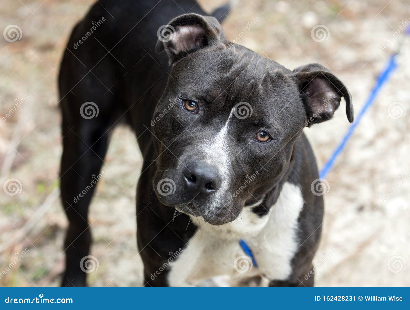 Young Black And White Pitbull Terrier Dog On Leash Wagging Tail Stock Image Image Of Terrier Bull 162428231