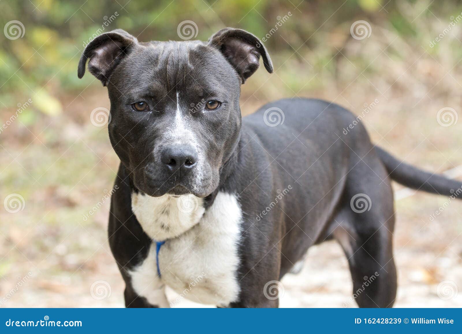 Young Black And White Pitbull Terrier Dog On Leash Stock Image Image Of Boxer Cute 162428239