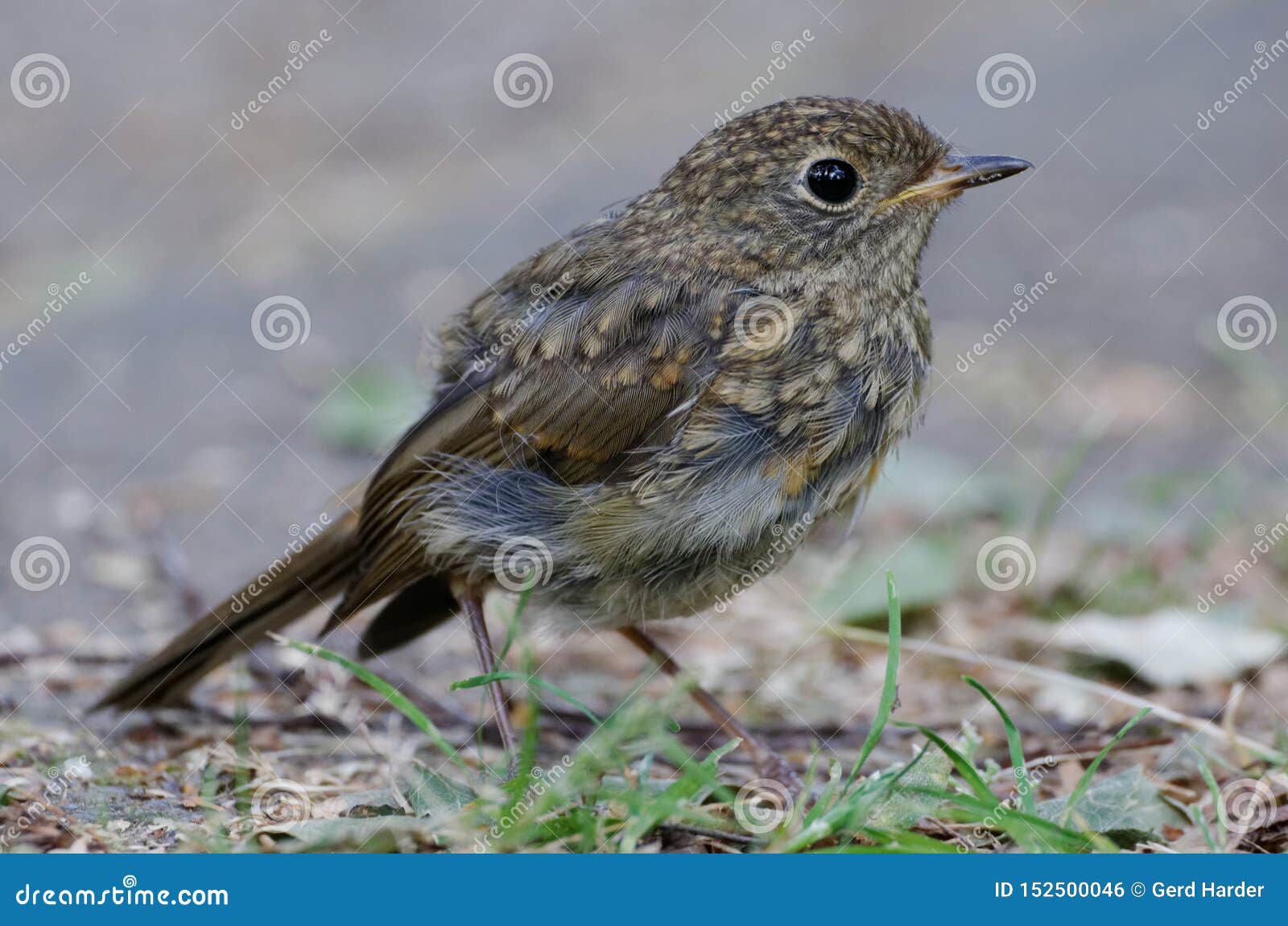 A young blackbird sits on a path in a park in Cologne