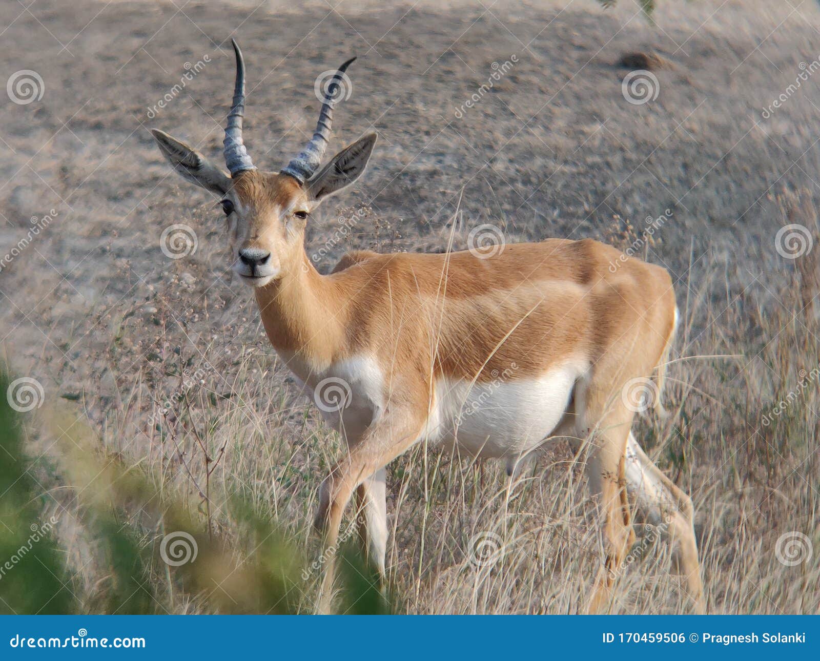 Young Blackbuck Animal Enjoying in Forest at Velavadar National Park Stock Photo - Image of bhavnagar, landscape: 170459506 Young Blackbuck Animal Enjoying in Forest at Velavadar National Park Stock Photo - Image of bhavnagar, landscape: 170459506