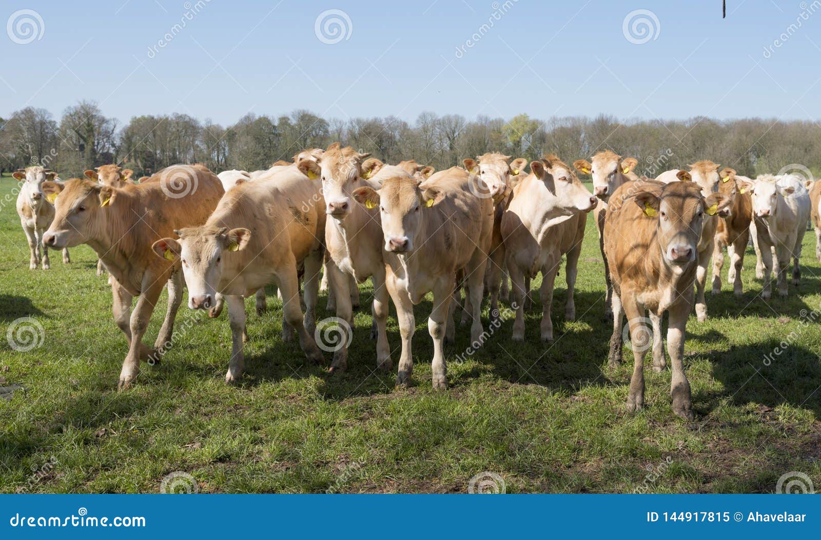 young blonde d` aquitaine cows and calfs in green spring landscape near dutch town of geldermalsen