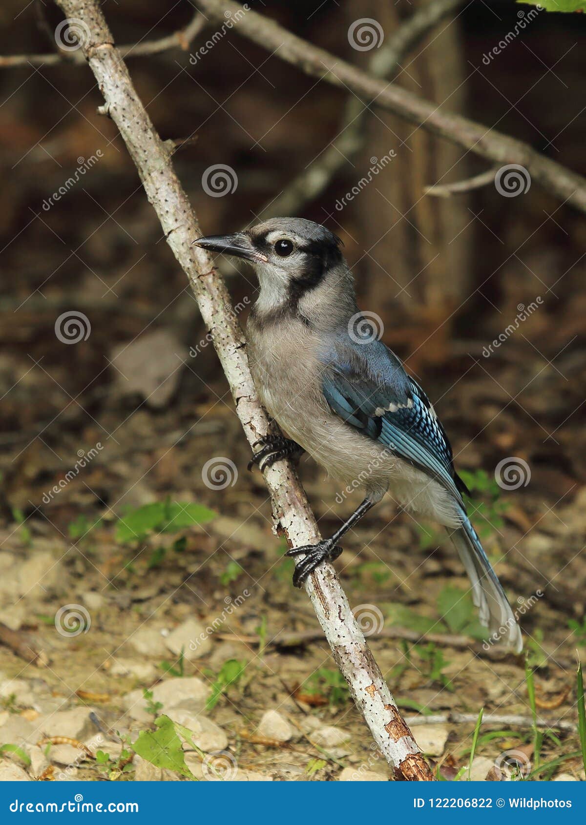 Young blue jay stock photo. Image of birding, animal - 122206822