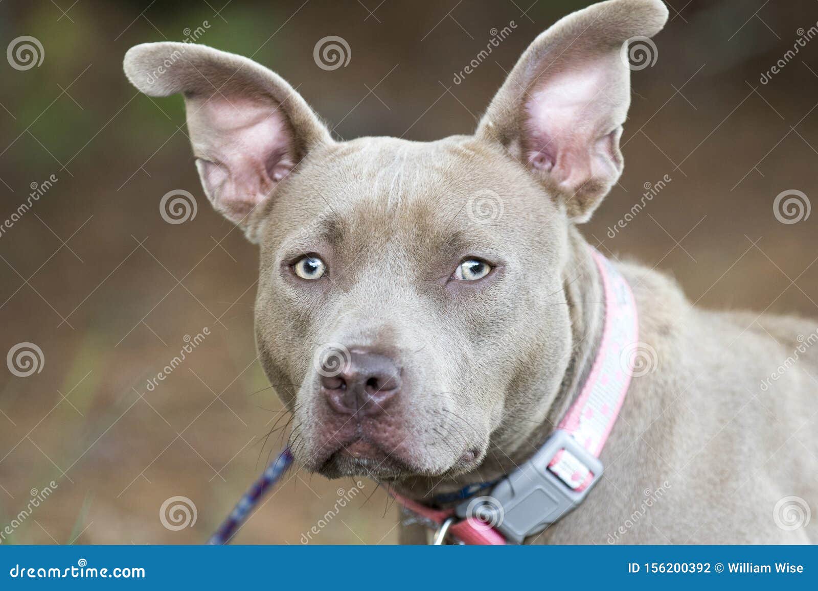 long nose bull terrier