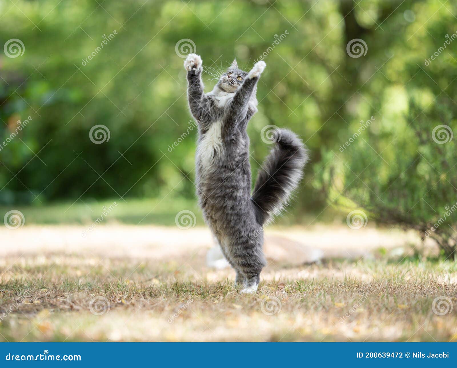 Playing Maine Coon Cat Jumping Up Outdoors in Nature Stock Photo