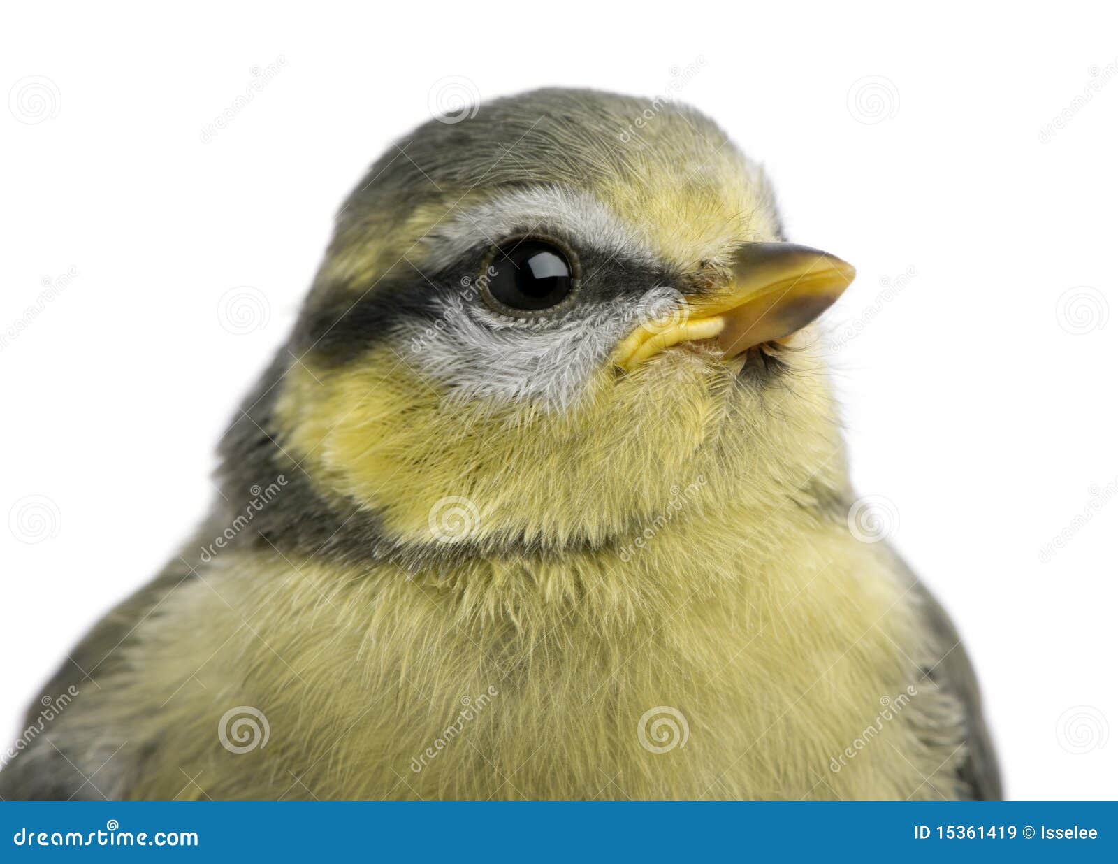 young blue tit, cyanistes caeruleus, 23 days old