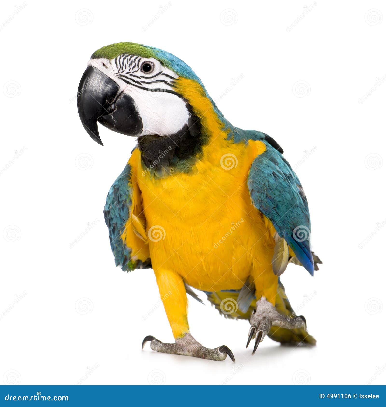 young blue-and-yellow macaw