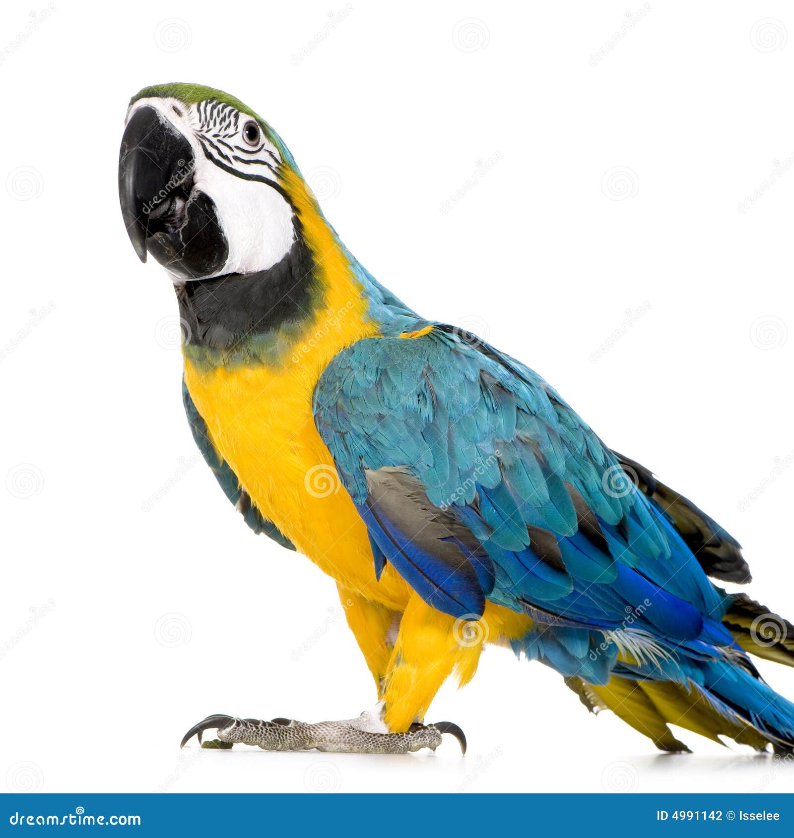 young blue-and-yellow macaw