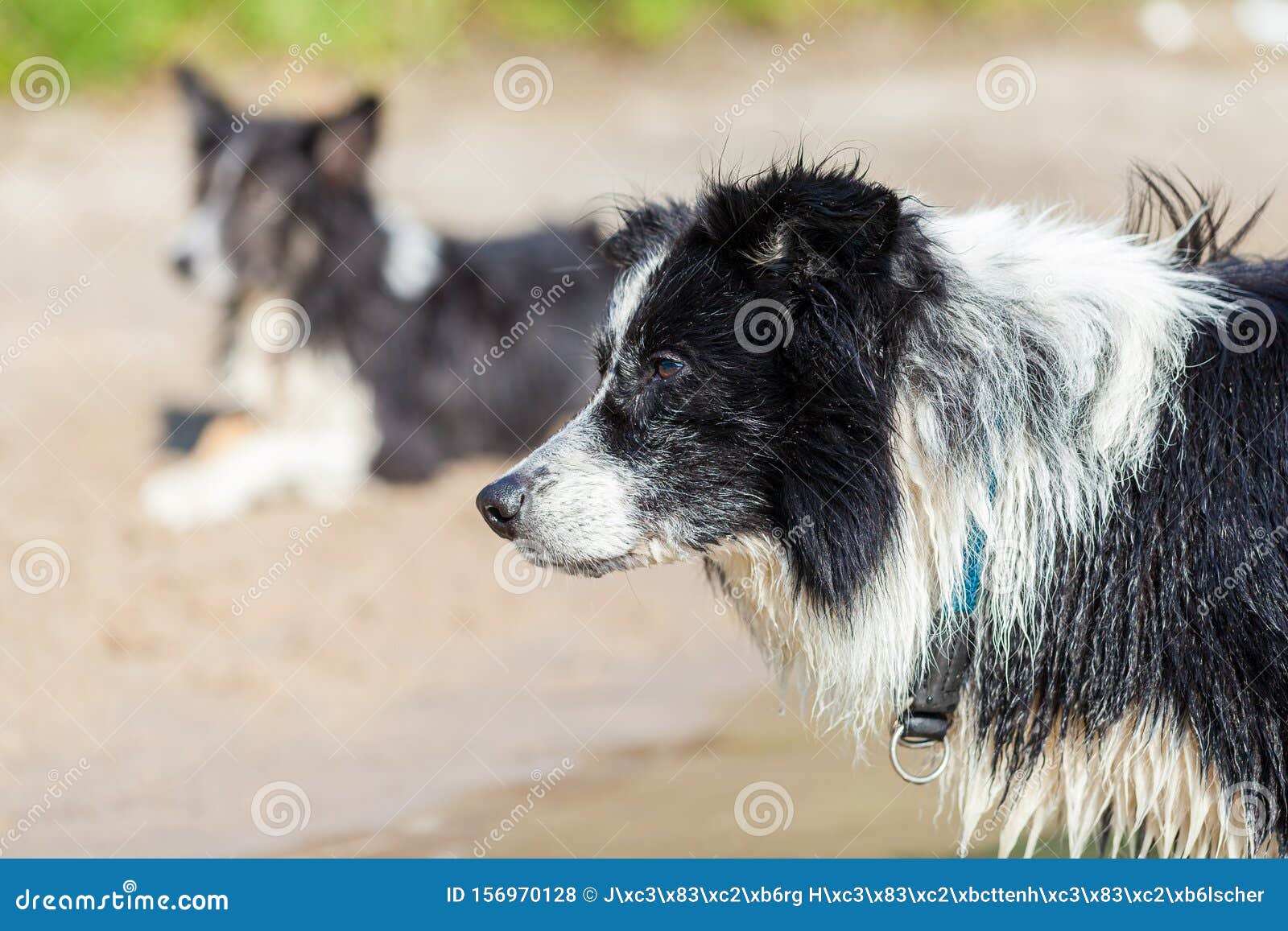 Young Border Collie Dog with Wet Fur Stock Photo Image of collie