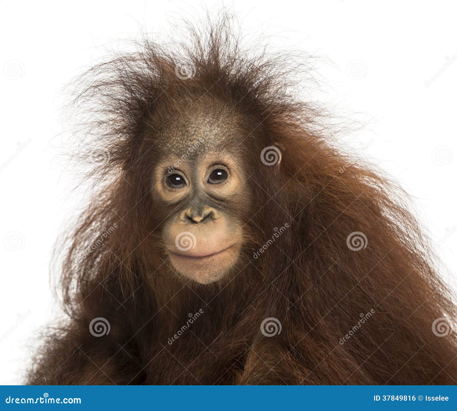young bornean orangutan looking at the camera, pongo pygmaeus
