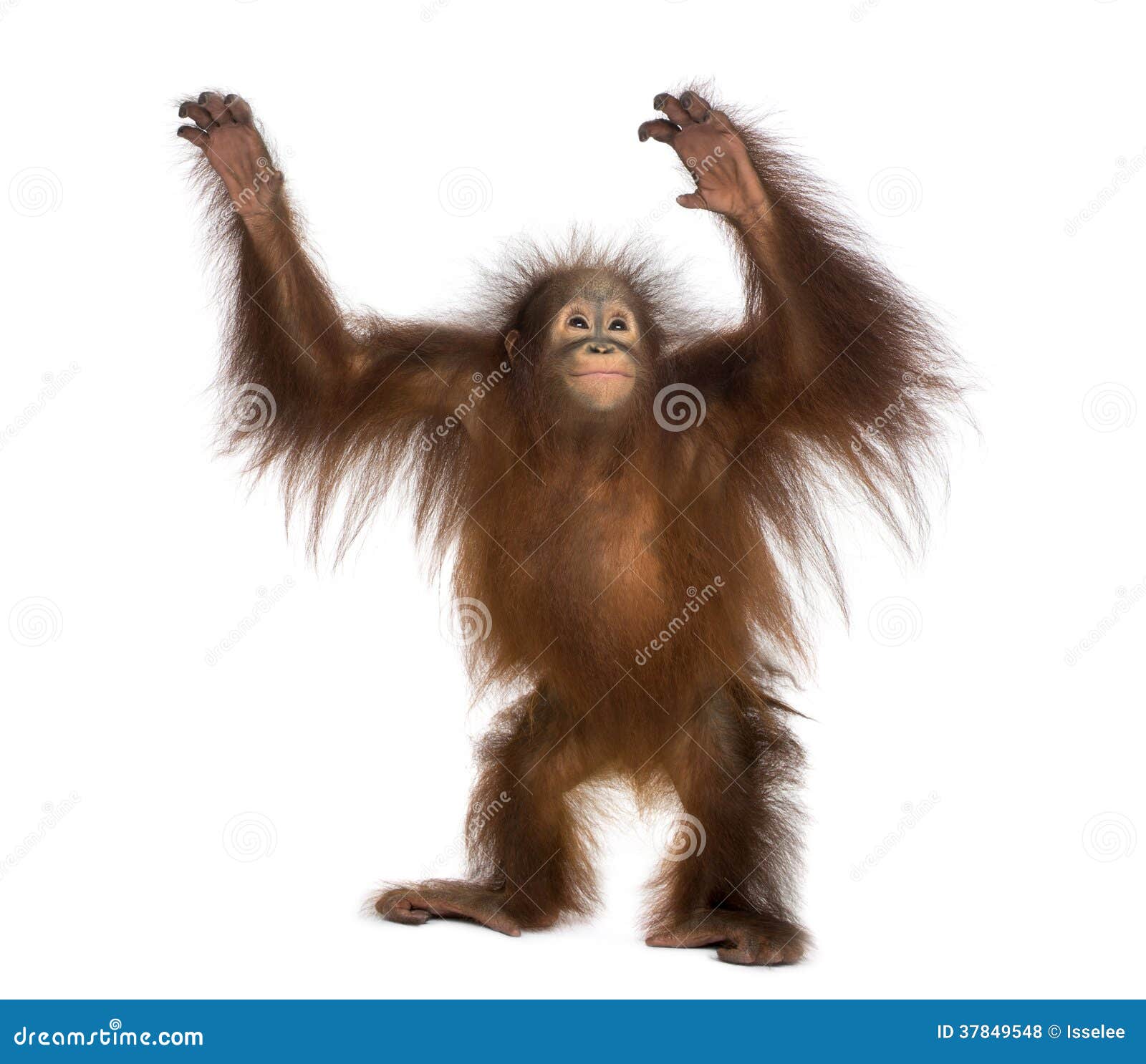 chimpanzee hand reaching chimpanzee hand reaching