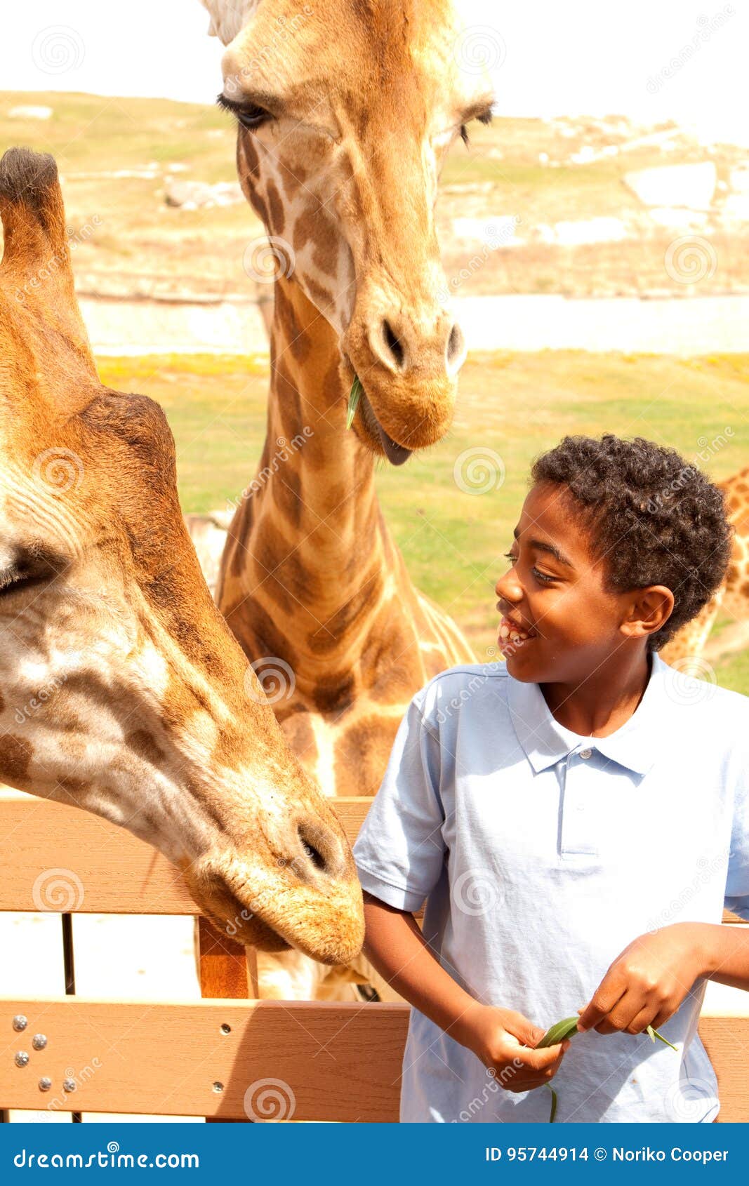 Young Boy Feeding Giraffes at the Zoo. Stock Photo - Image of tall