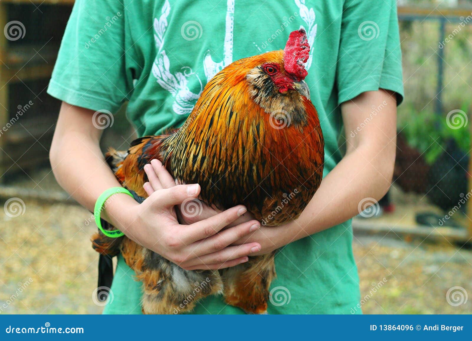 Young Boy Holding a Beautiful Rooster Stock Photo Image of chicken