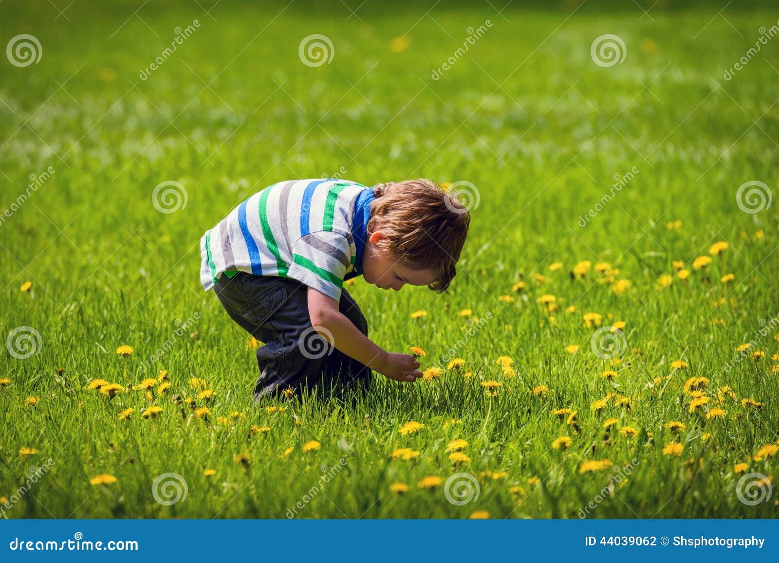 Young Boy Outside Picking a Dandelion Flower Stock Photo Image of