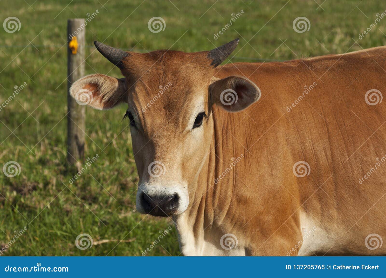 A young Brahman cross cow stock image. Image of summer - 137205765