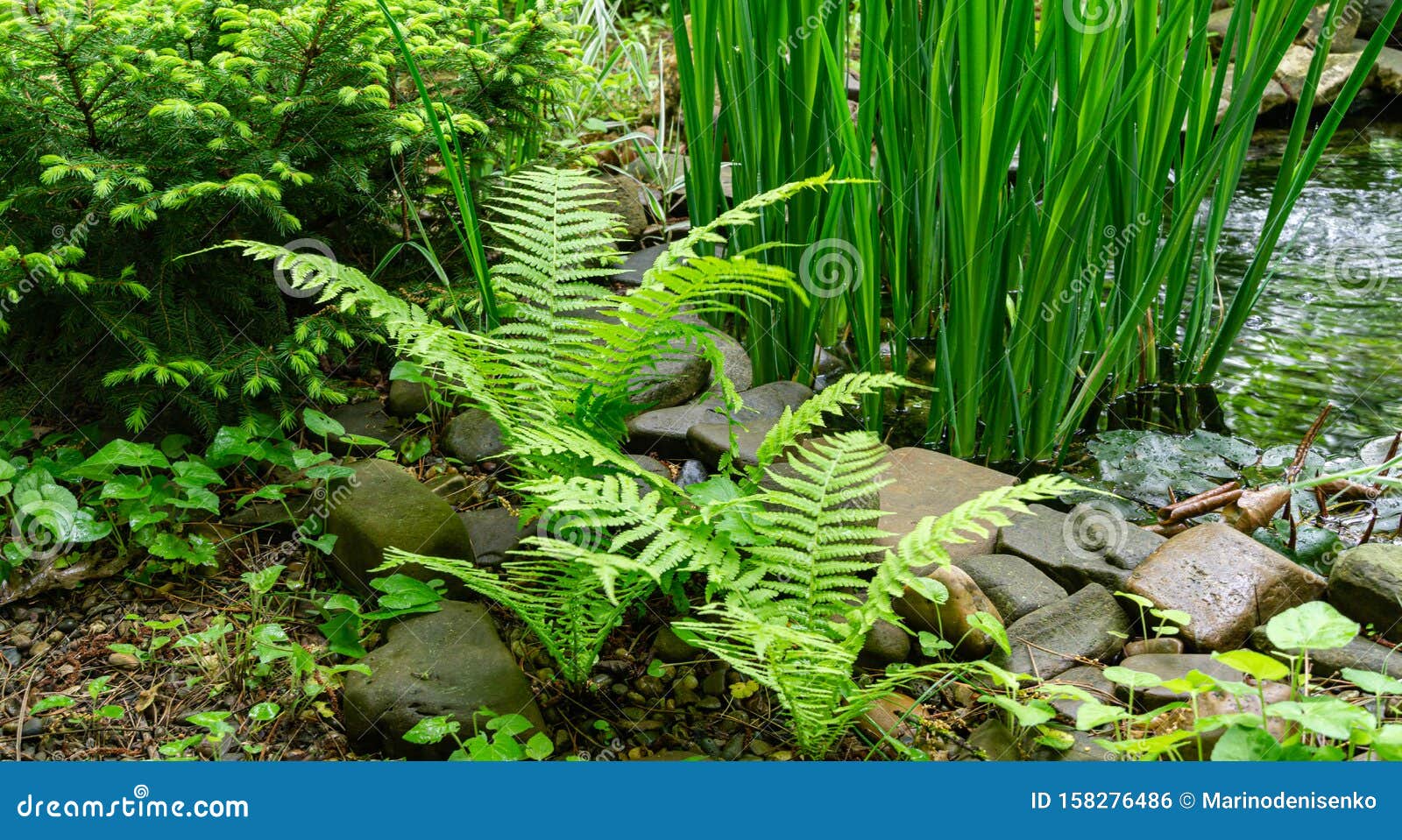 Young Bright Green Sprouts Of Matteuccia Struthiopteris Ostrich Fern Fiddlehead Fern Or Shuttlecock Fern Against Small Garden P Stock Photo Image Of Mystery Close 158276486
