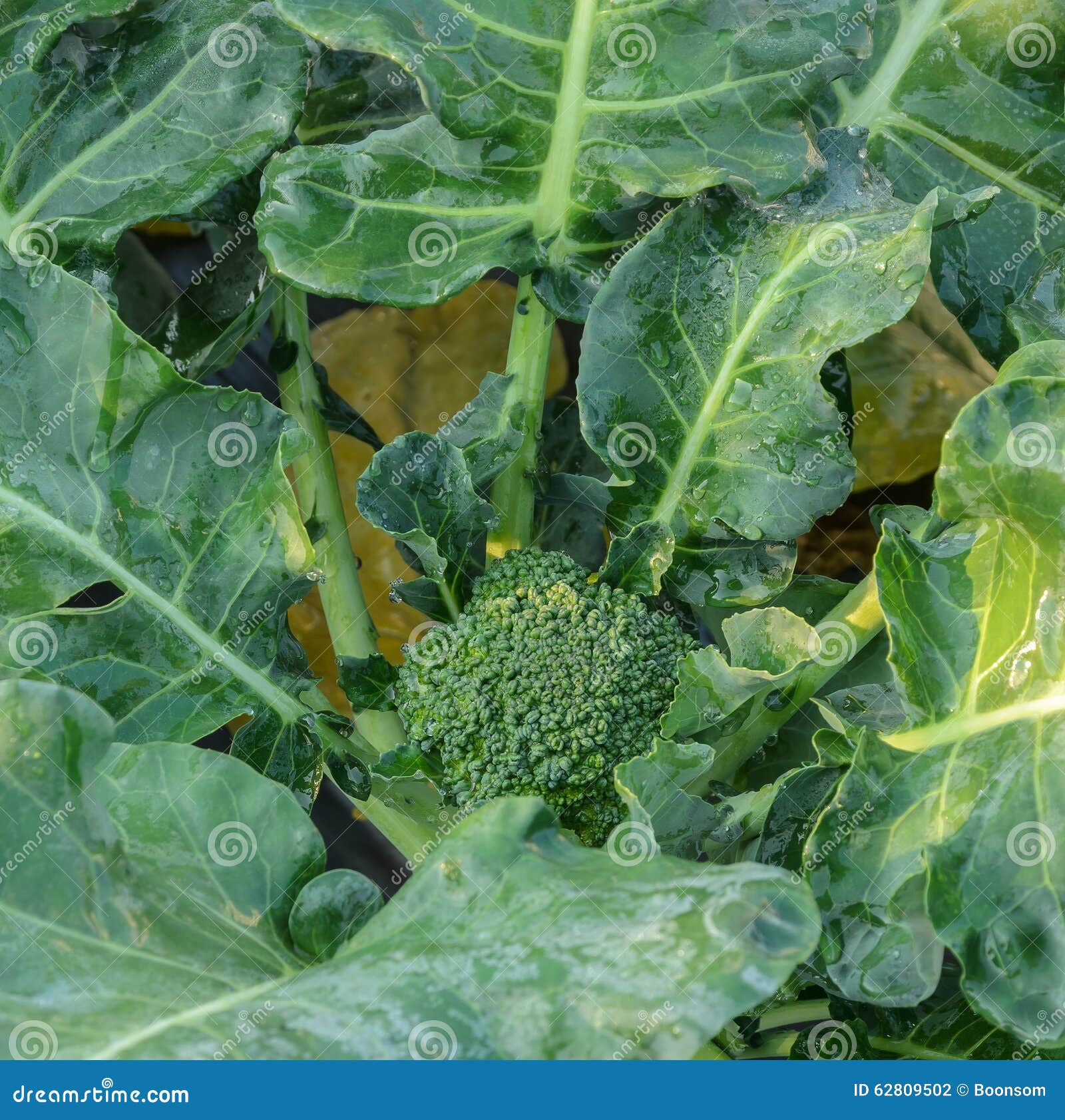 Young broccoli plant stock photo. Image of agriculture 62809502