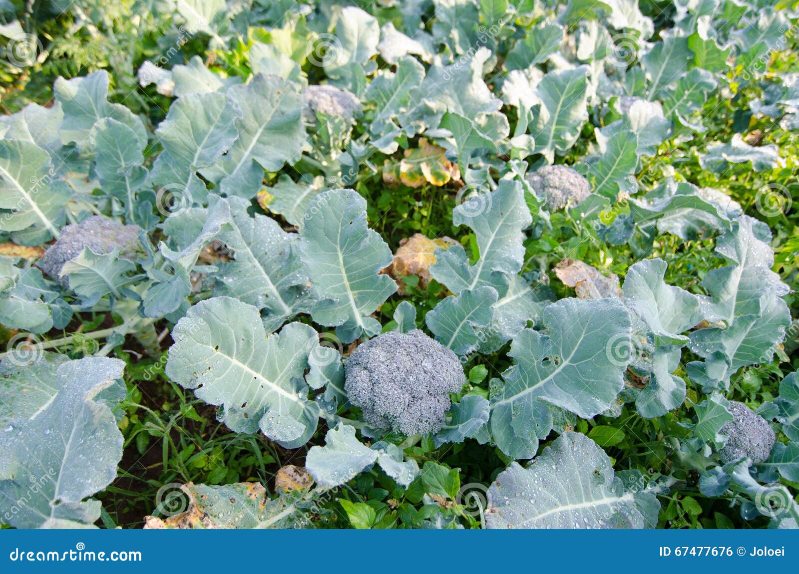 Young broccoli plant stock photo. Image of broccoli, plant 67477676