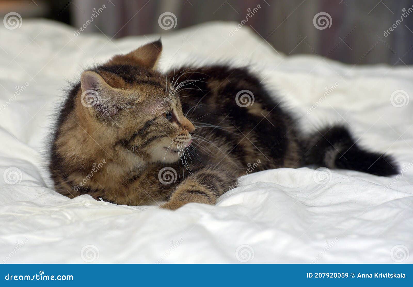 Brown Fluffy Tabby Kitten on the Couch Stock Image Image of eyes