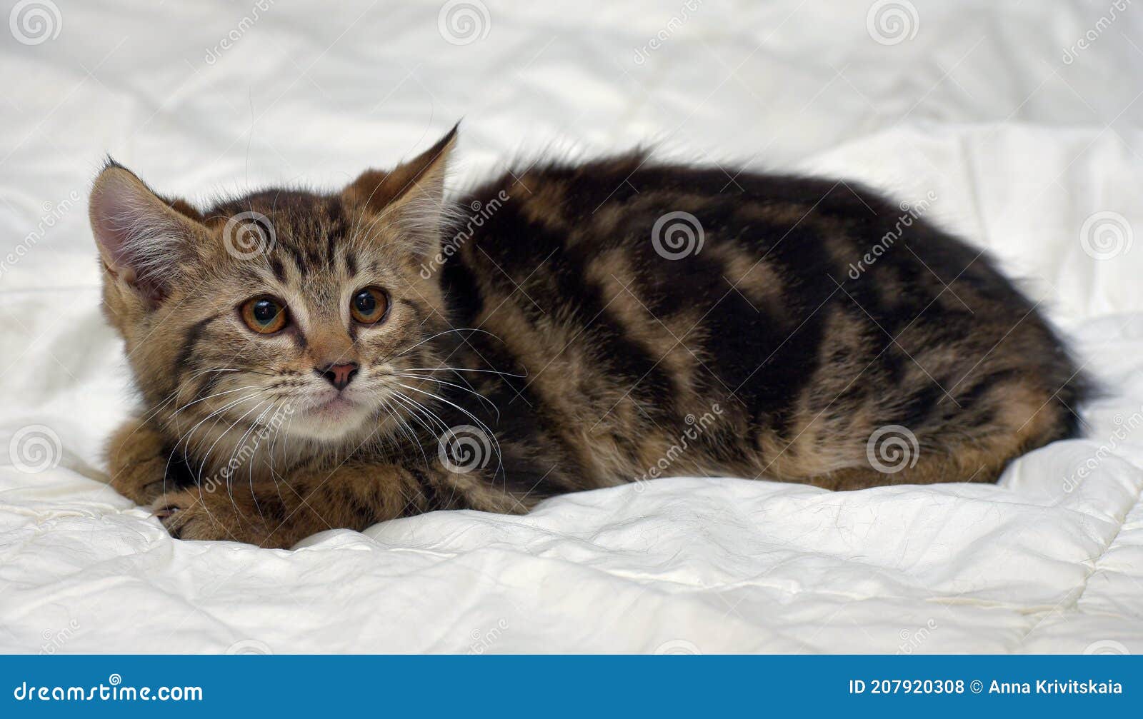 Brown Fluffy Tabby Kitten on the Couch Stock Photo Image of looking