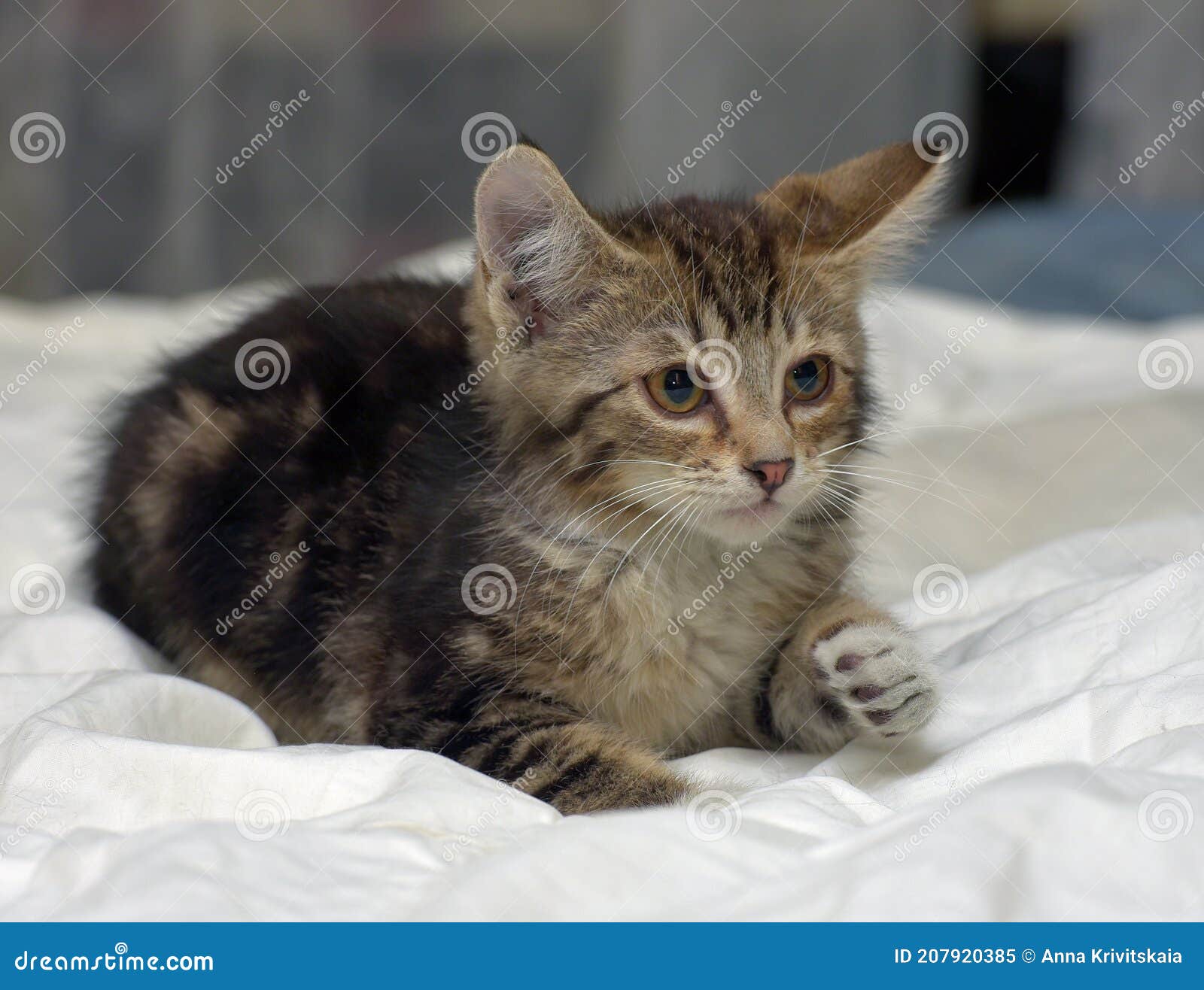 Brown Fluffy Tabby Kitten on the Couch Stock Image Image of adorable