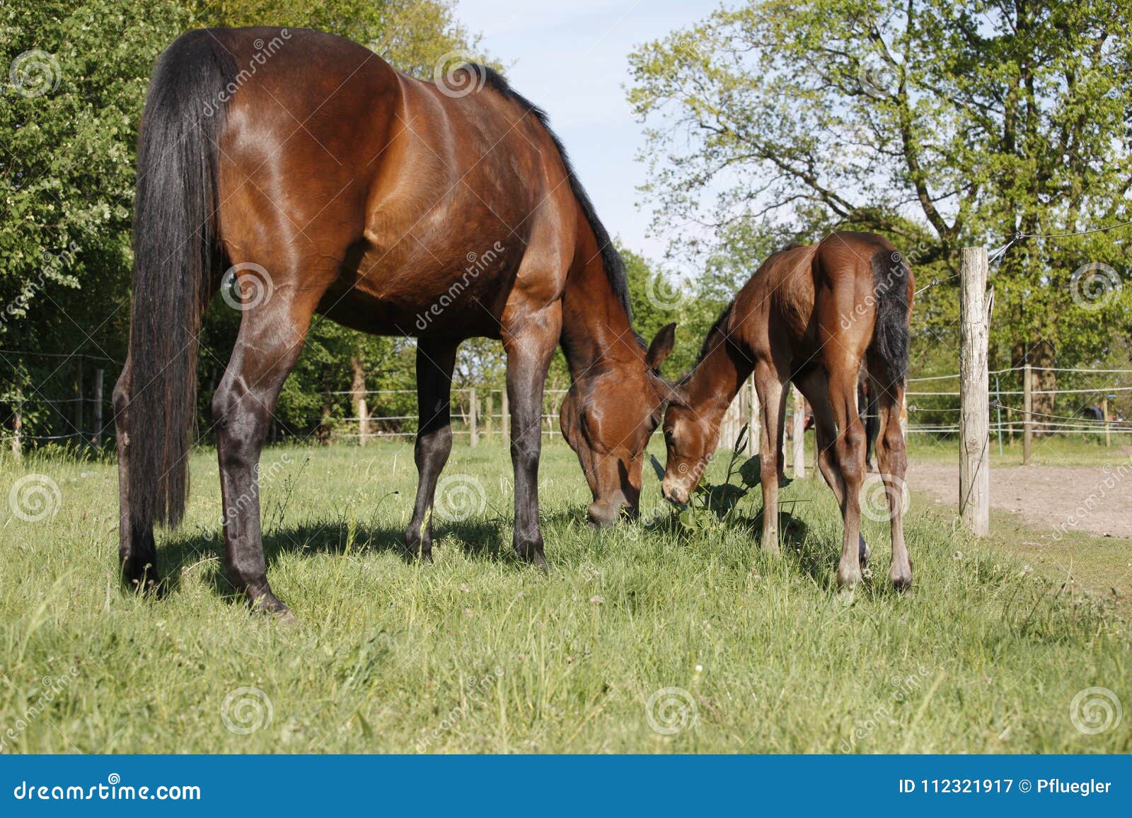 Mare and foal eat grass stock image. Image of grass 112321917