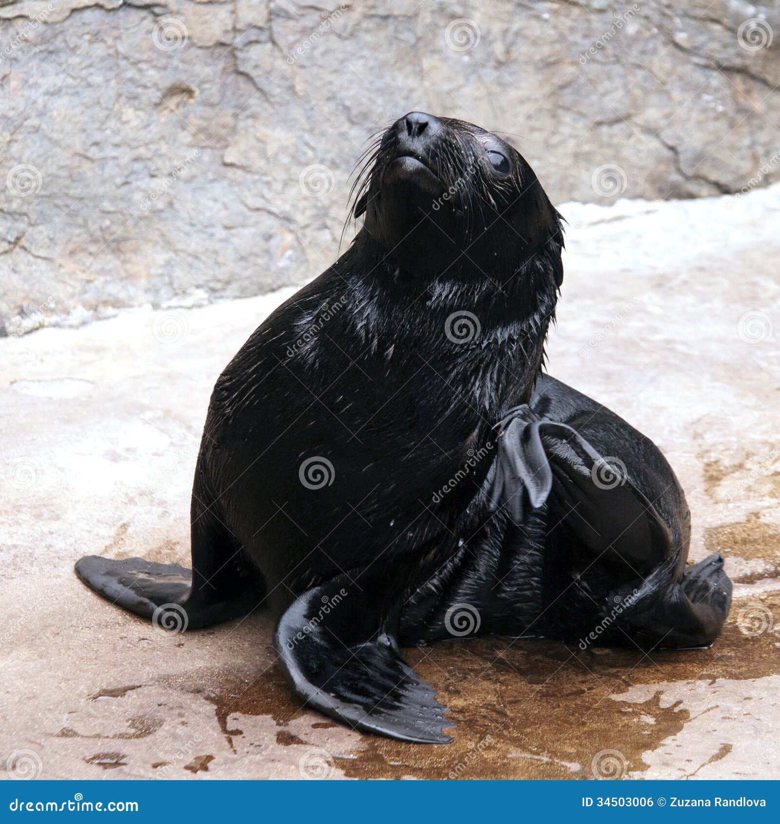A young brown fur seal stock photo. Image of seal, animal 34503006