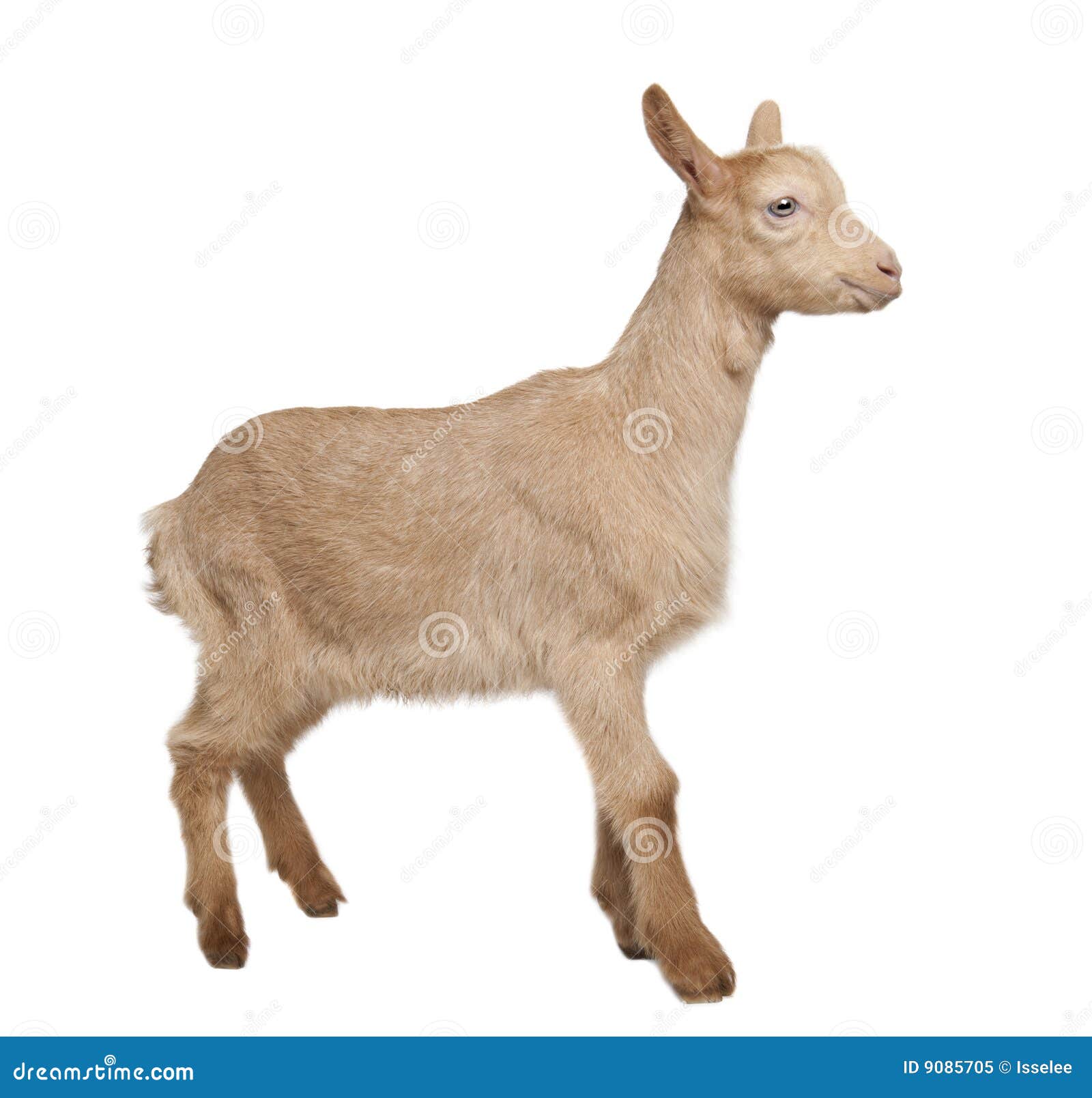 young brown goat (2 months old)